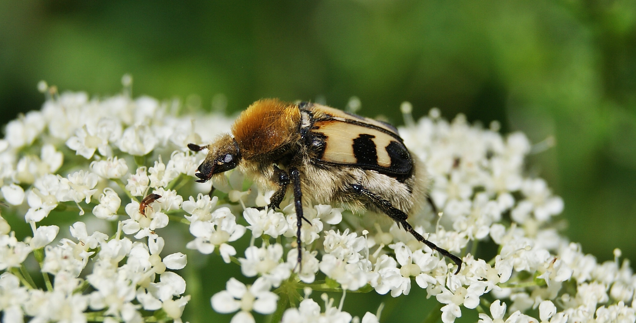 Trichius fasciatus-92