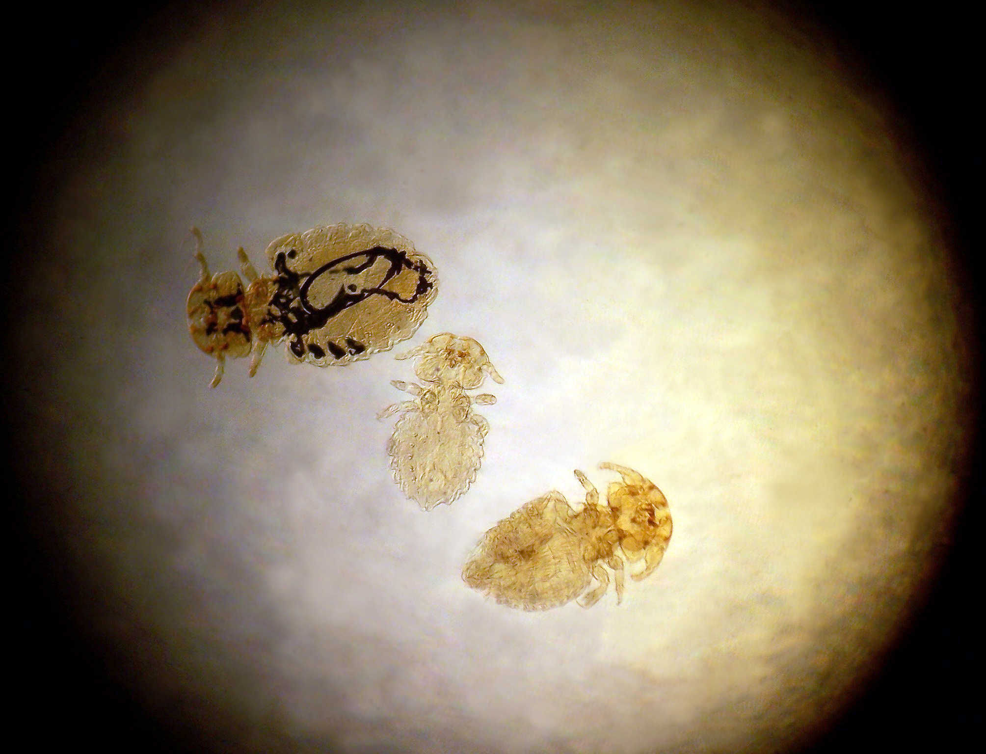 Trichodectes canis2