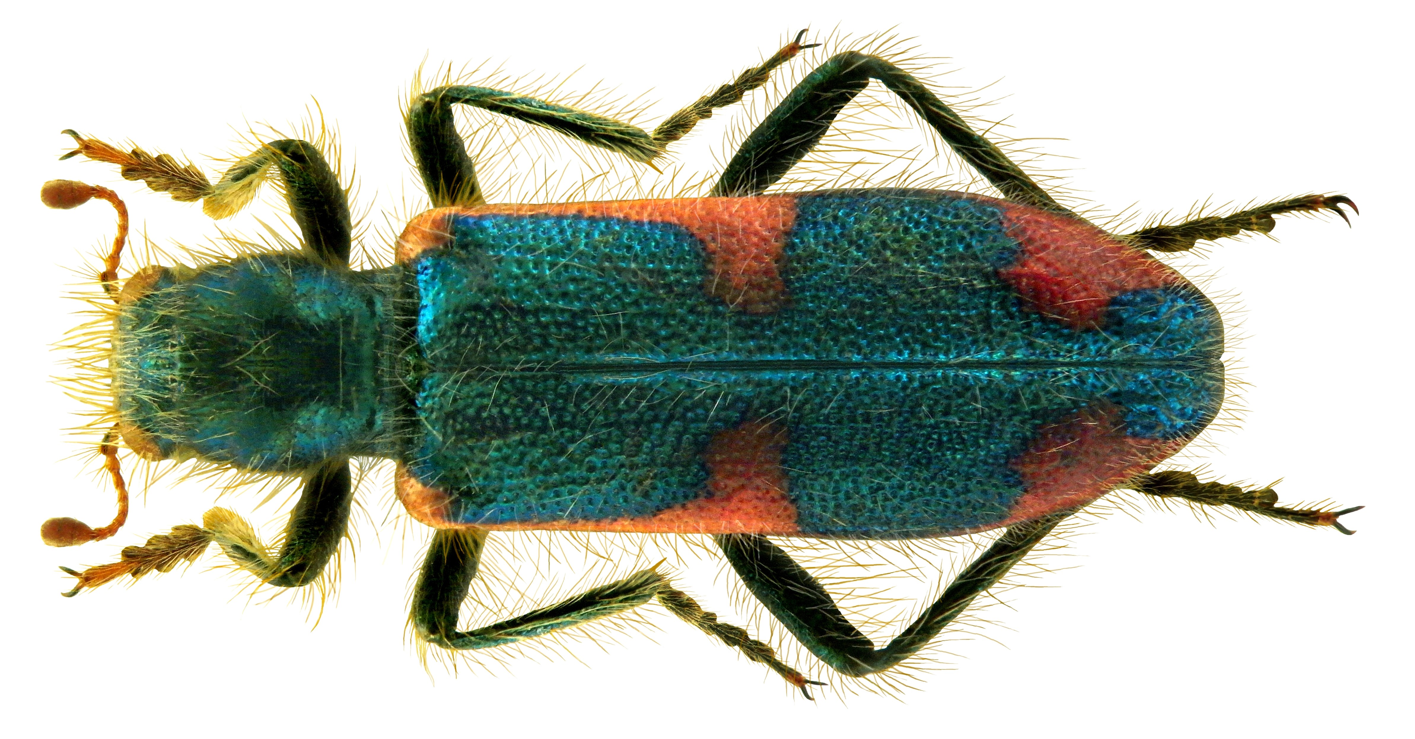 Trichodes nobilis Klug, 1842 (4644640413)