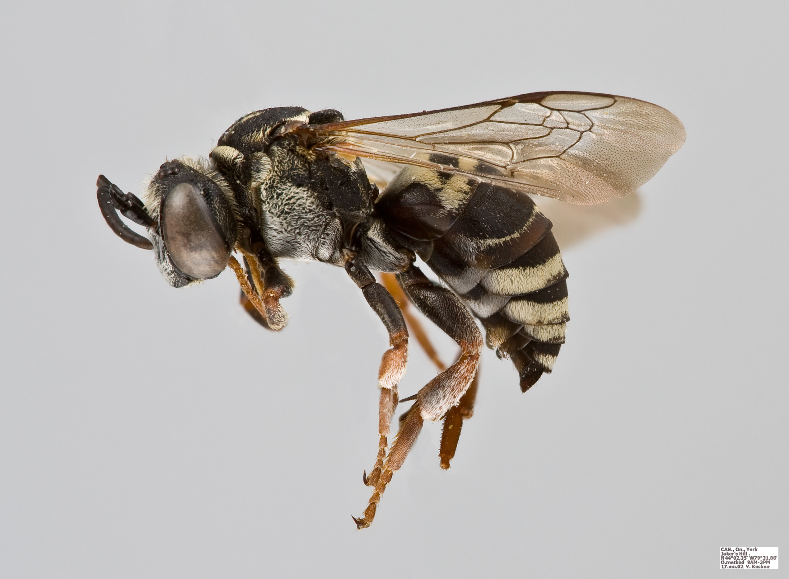 Triepeolus pectoralis Male