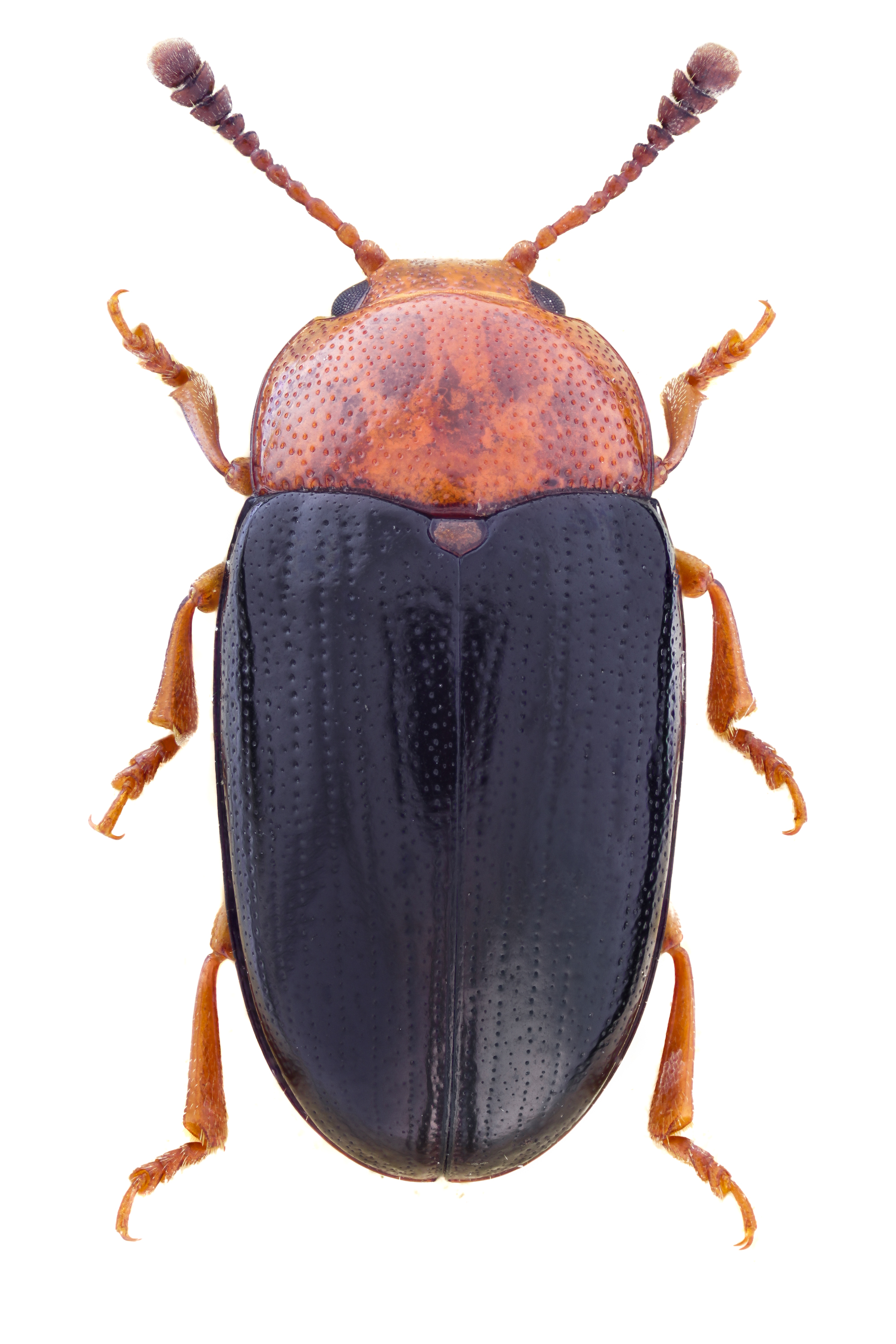Triplax scutellaris