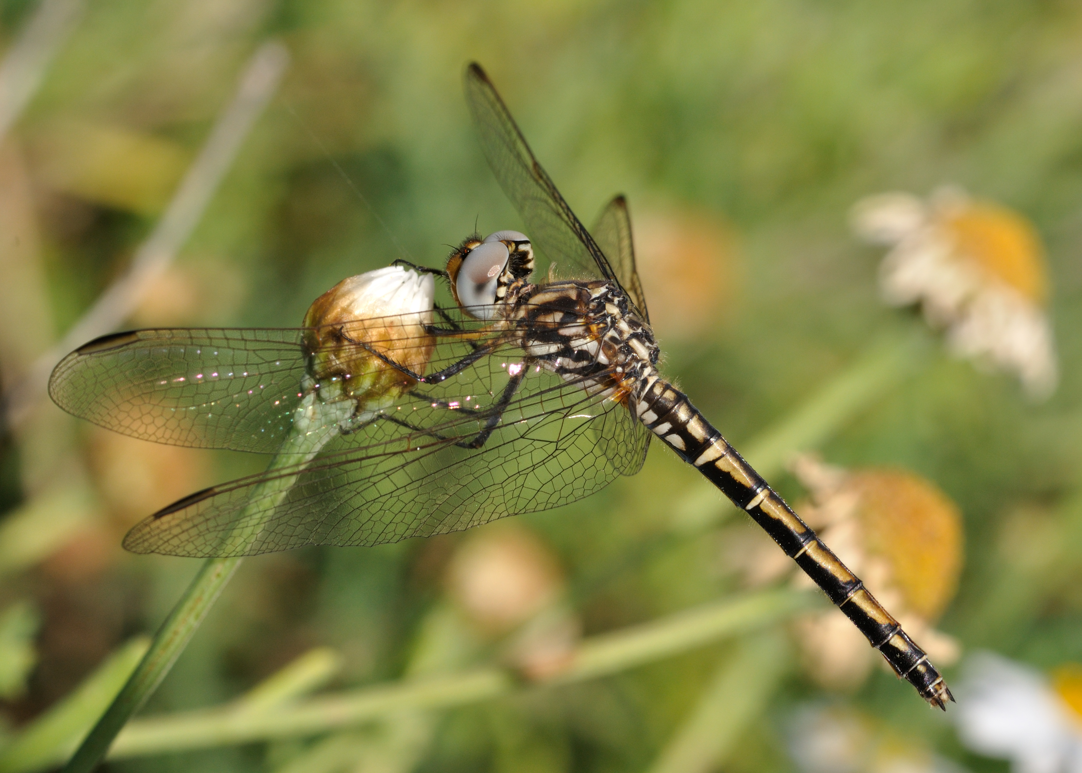 Trithemis arteriosa qtl3
