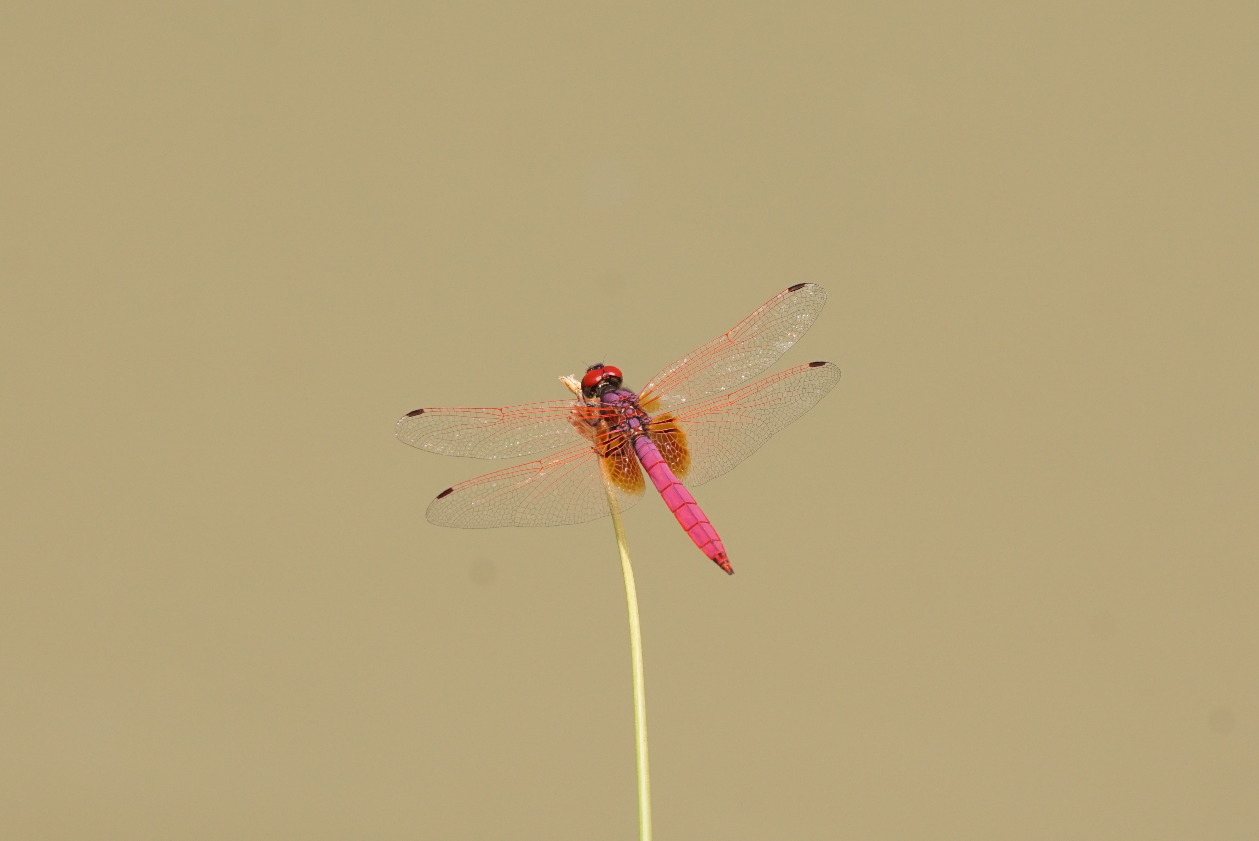 Trithemis aurora 05822