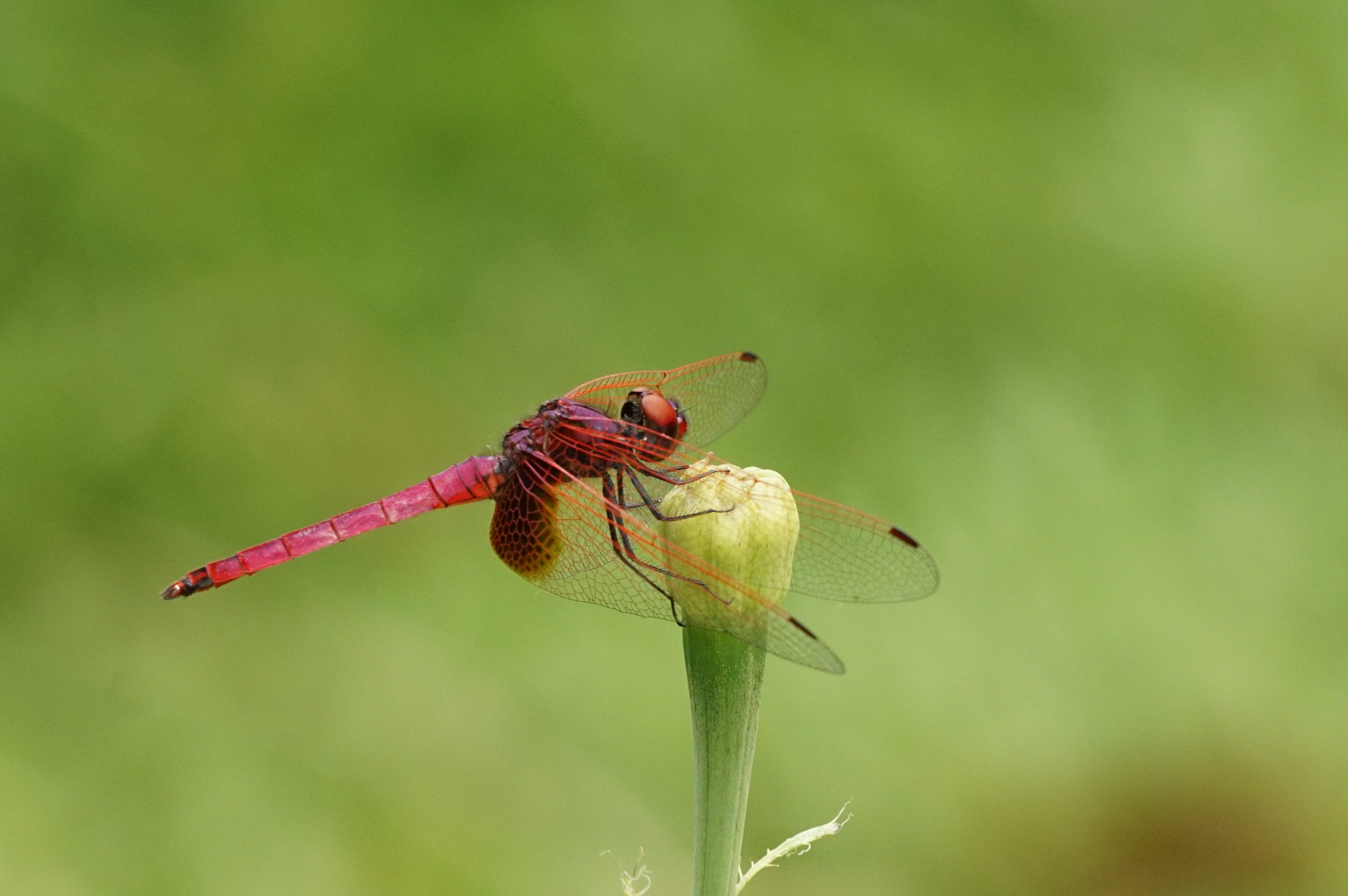 Trithemis aurora 759
