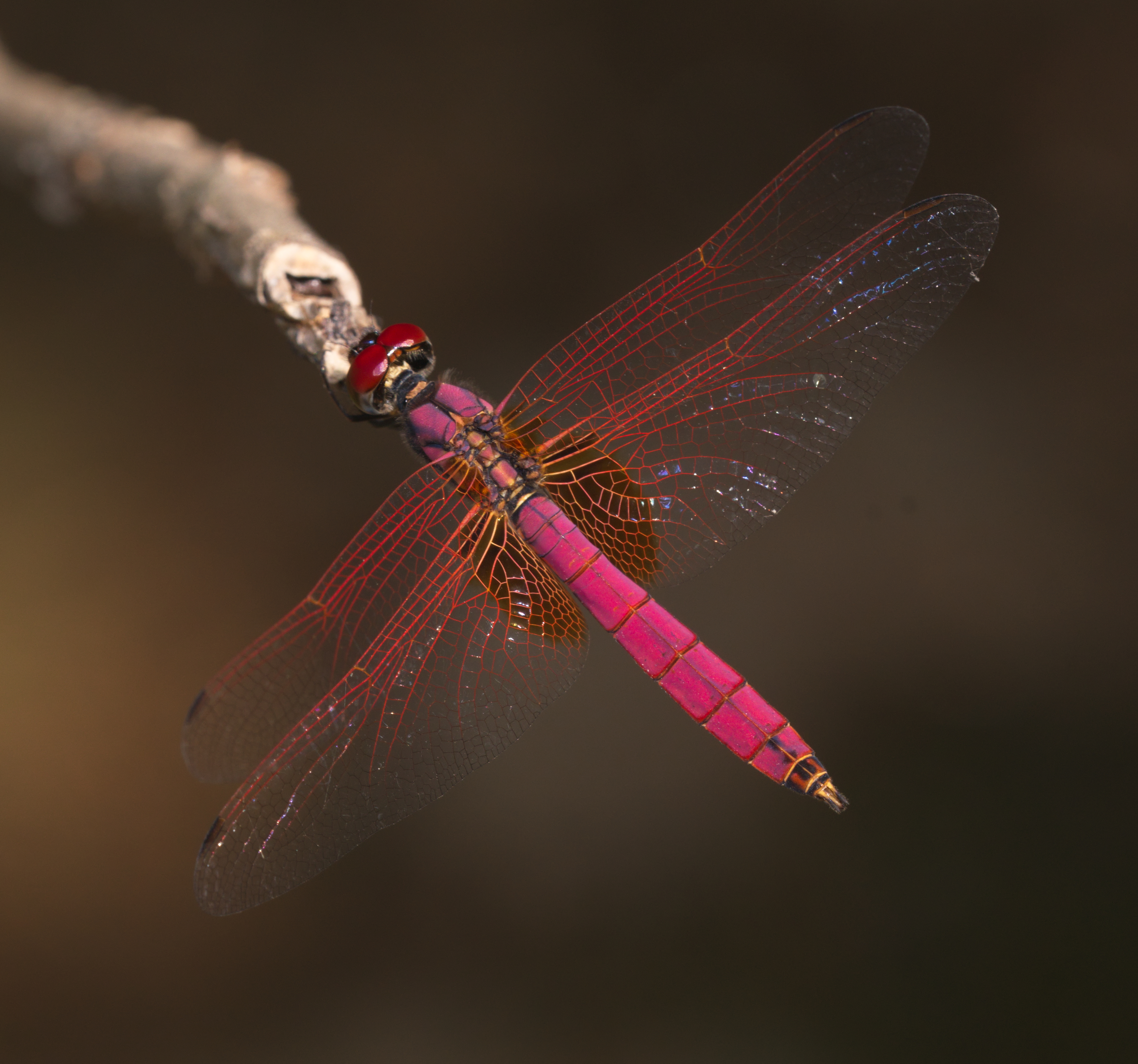 Trithemis aurora male-Kadavoor-2016-04-12-001