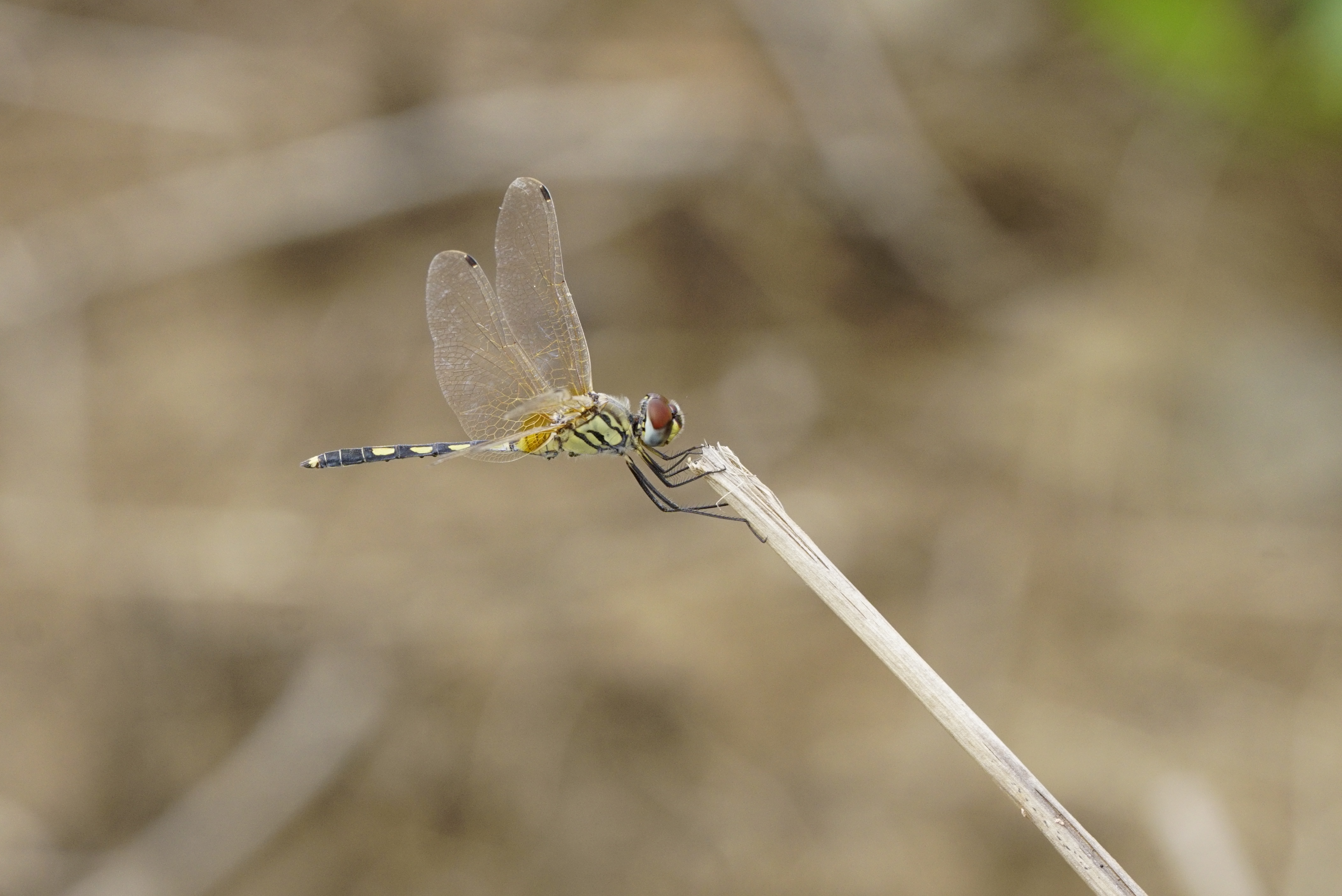 Trithemis pallidinervis 1725