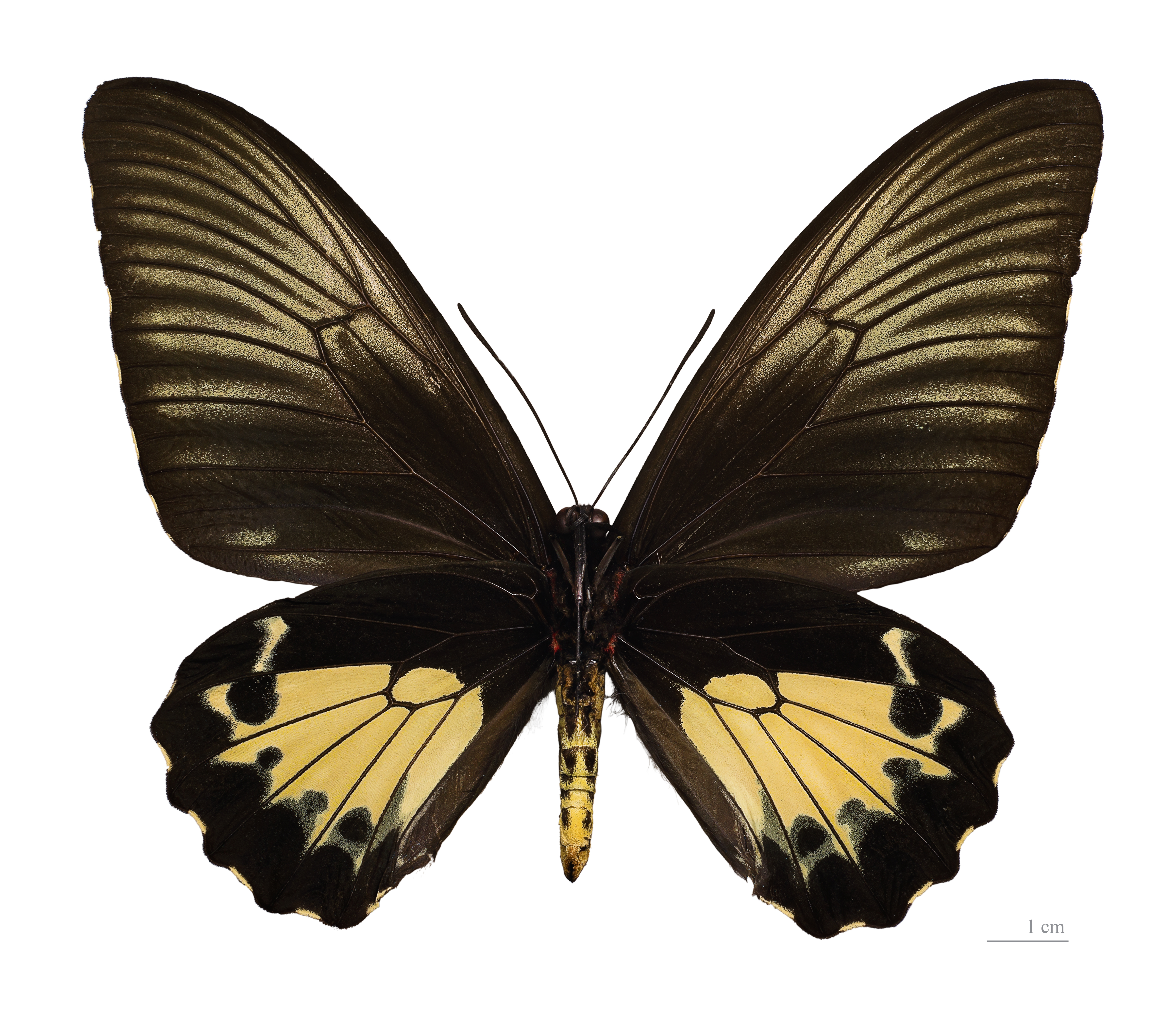 Troides oblogomaculatus papuensis MHNT ventre