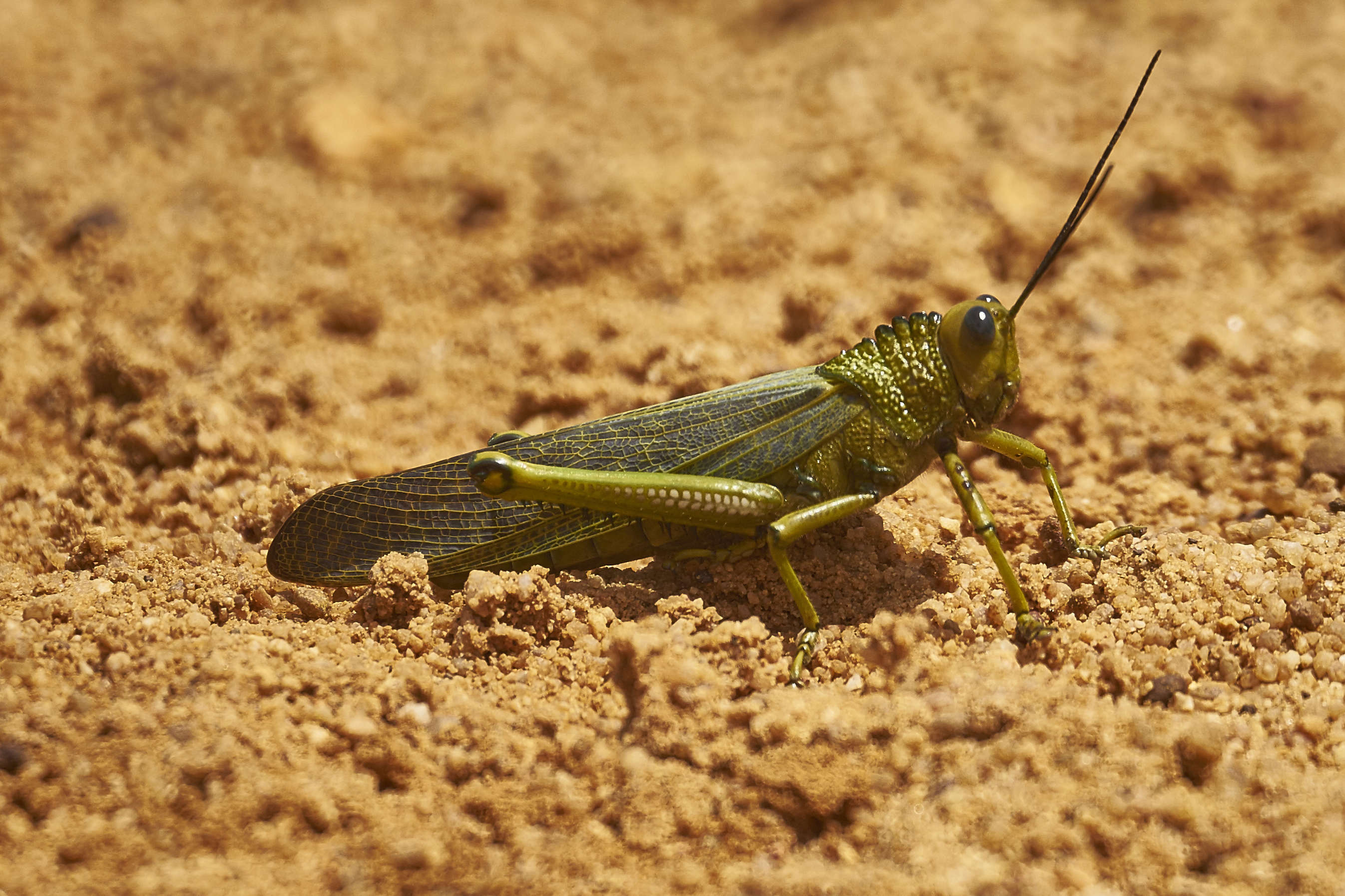 Tropidacris cristata MtPine