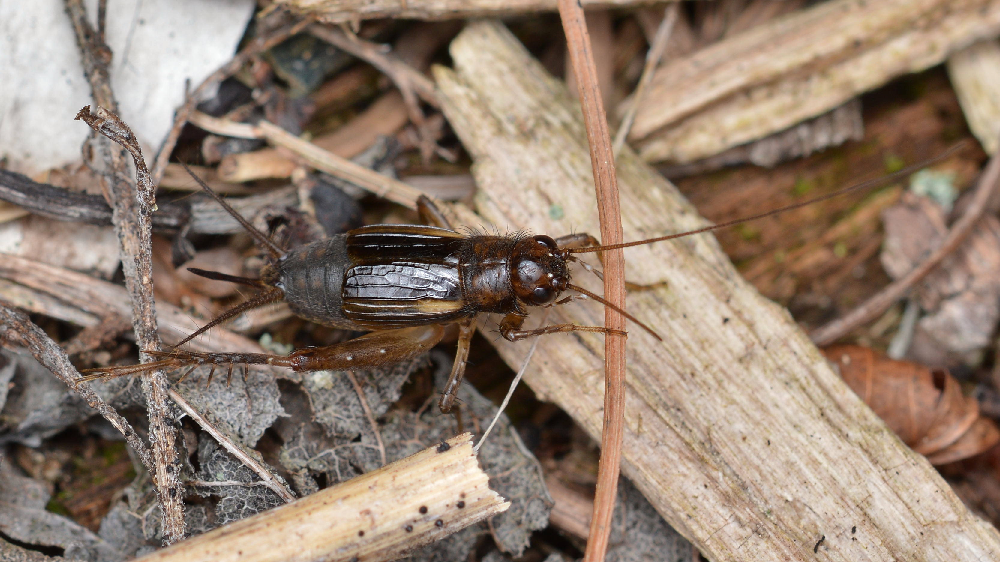 True Cricket (Gryllidae), Female - Gatineau Park, Quebec 01