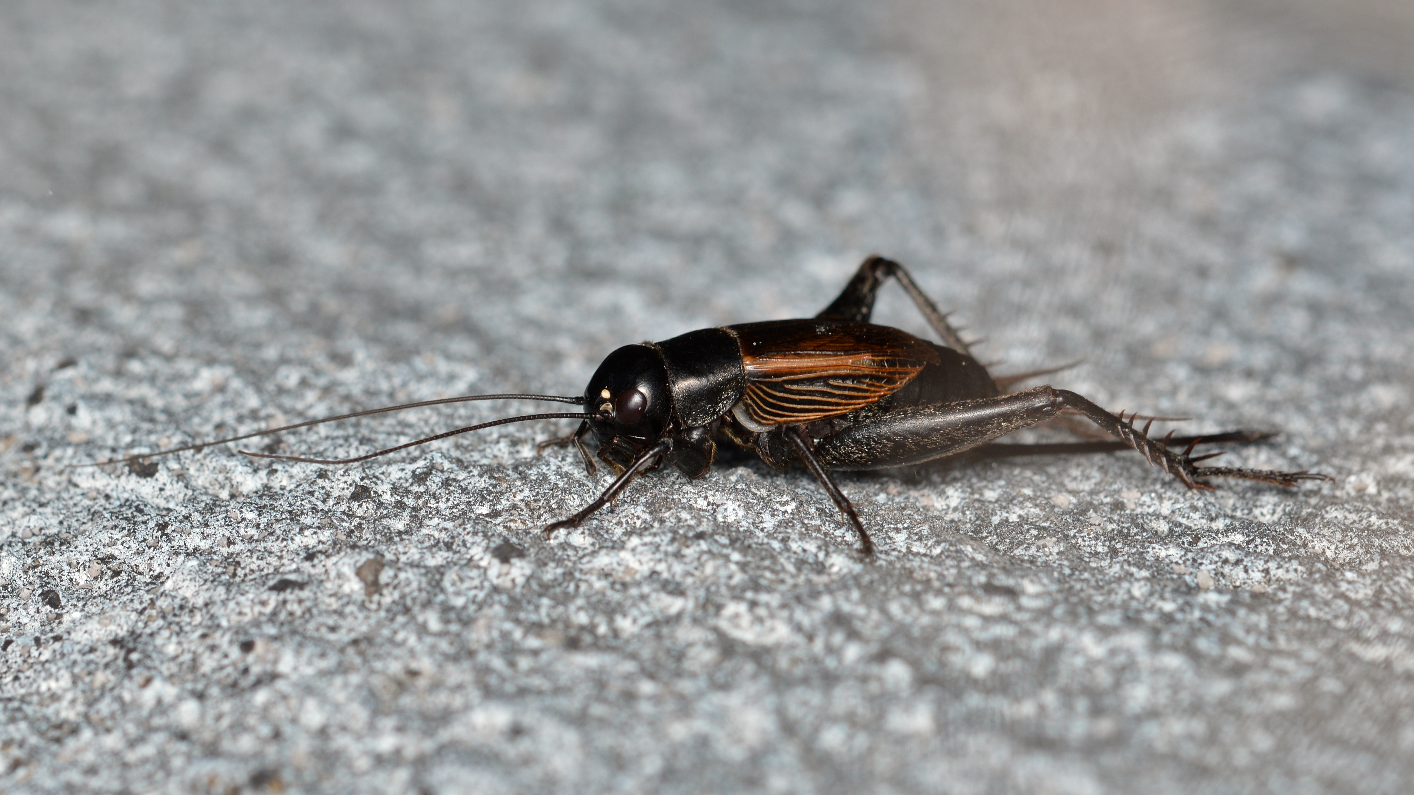 True Cricket (Gryllidae), Female - La Pêche, Québec 02