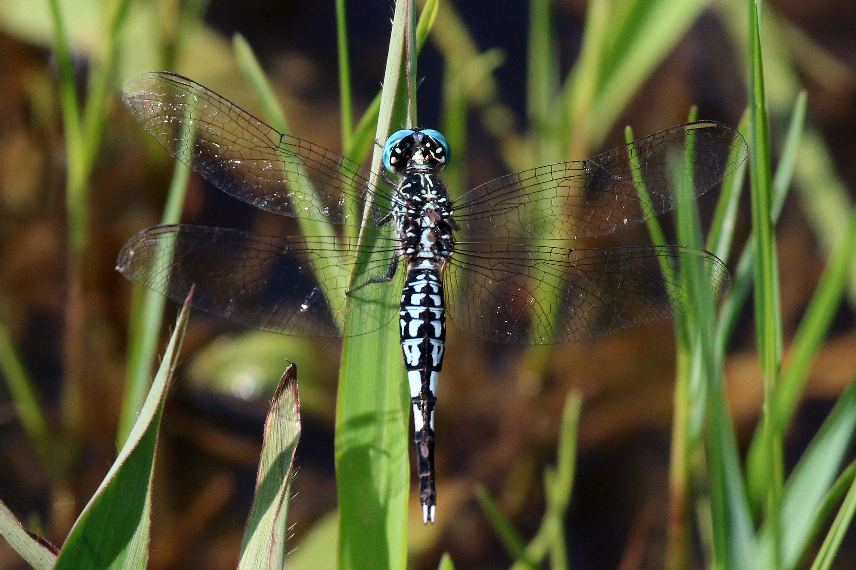 Trumpet tail (Acisoma panorpoides panorpoides) male dorsal