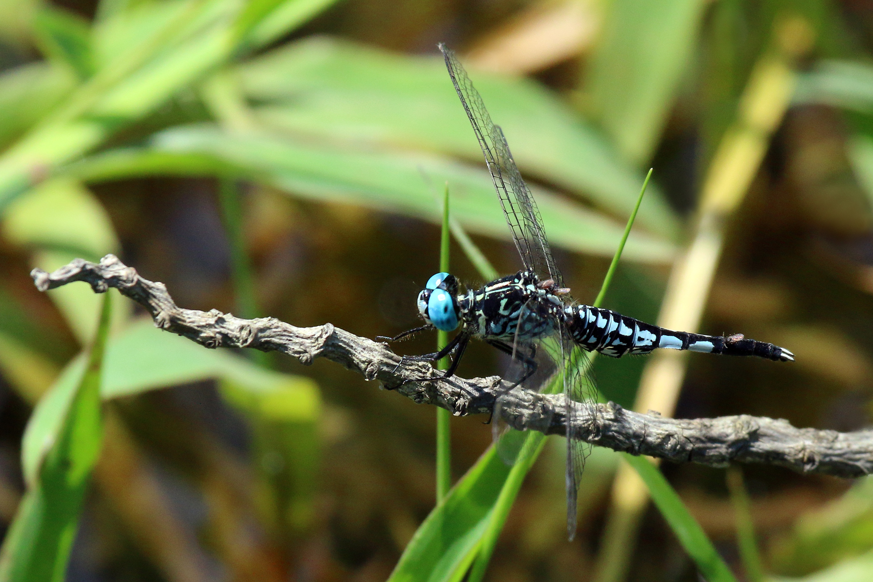 Trumpet tail (Acisoma panorpoides panorpoides) male S