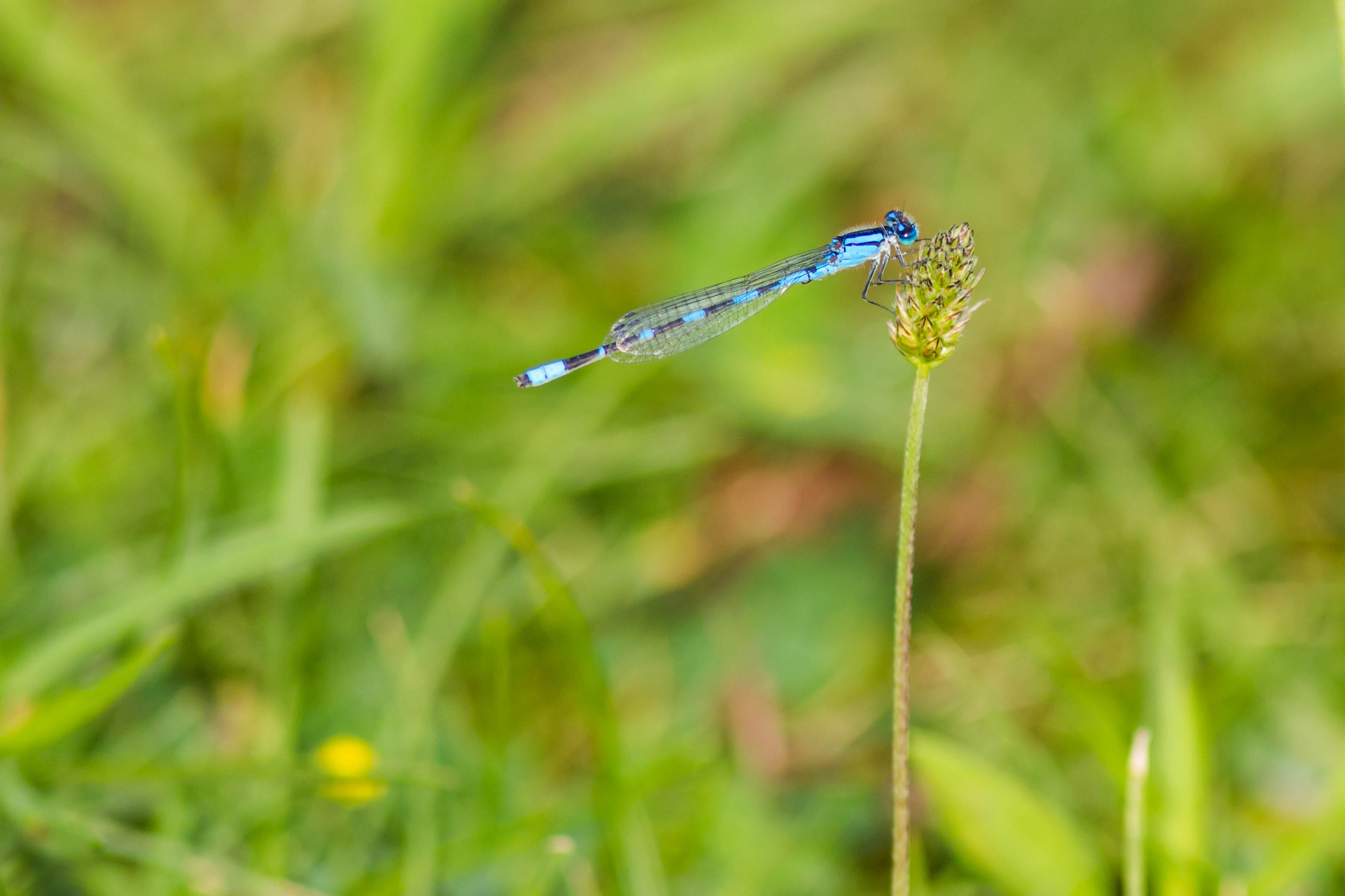 Tule bluet (20281023418)
