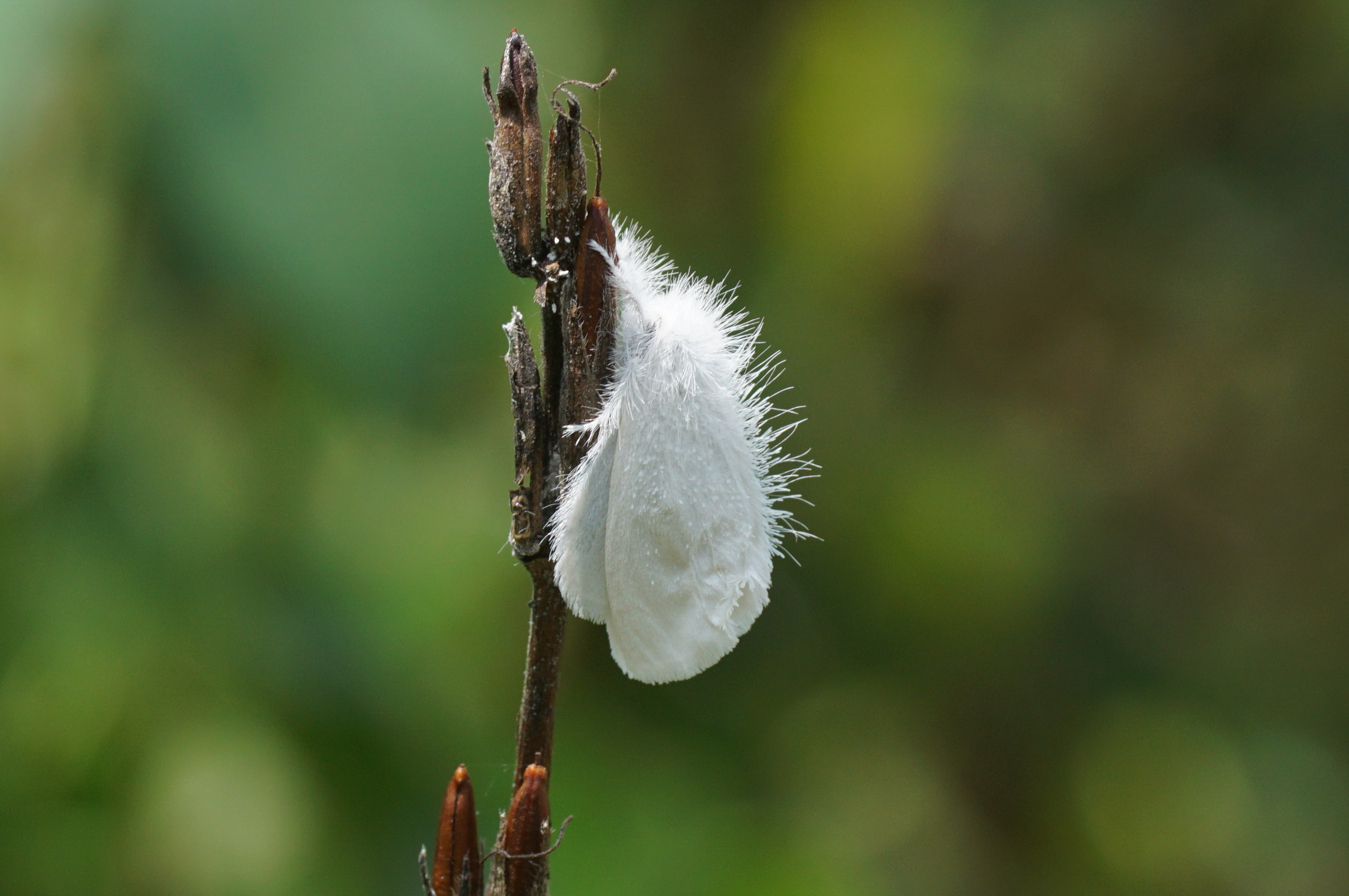 Tussock Moth 05558