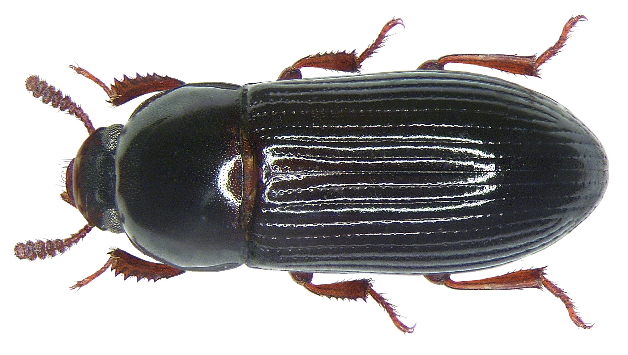 Uloma emarginata Montrouzier (3179373829)
