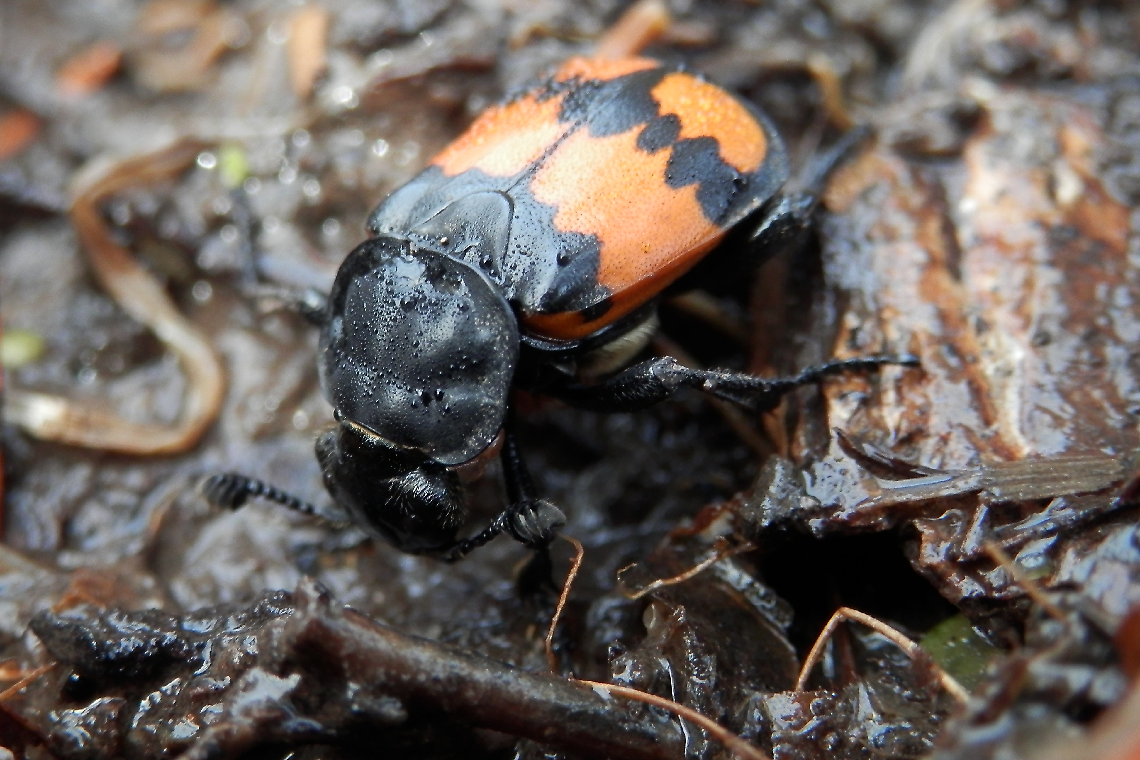 Unidentified Coleoptera