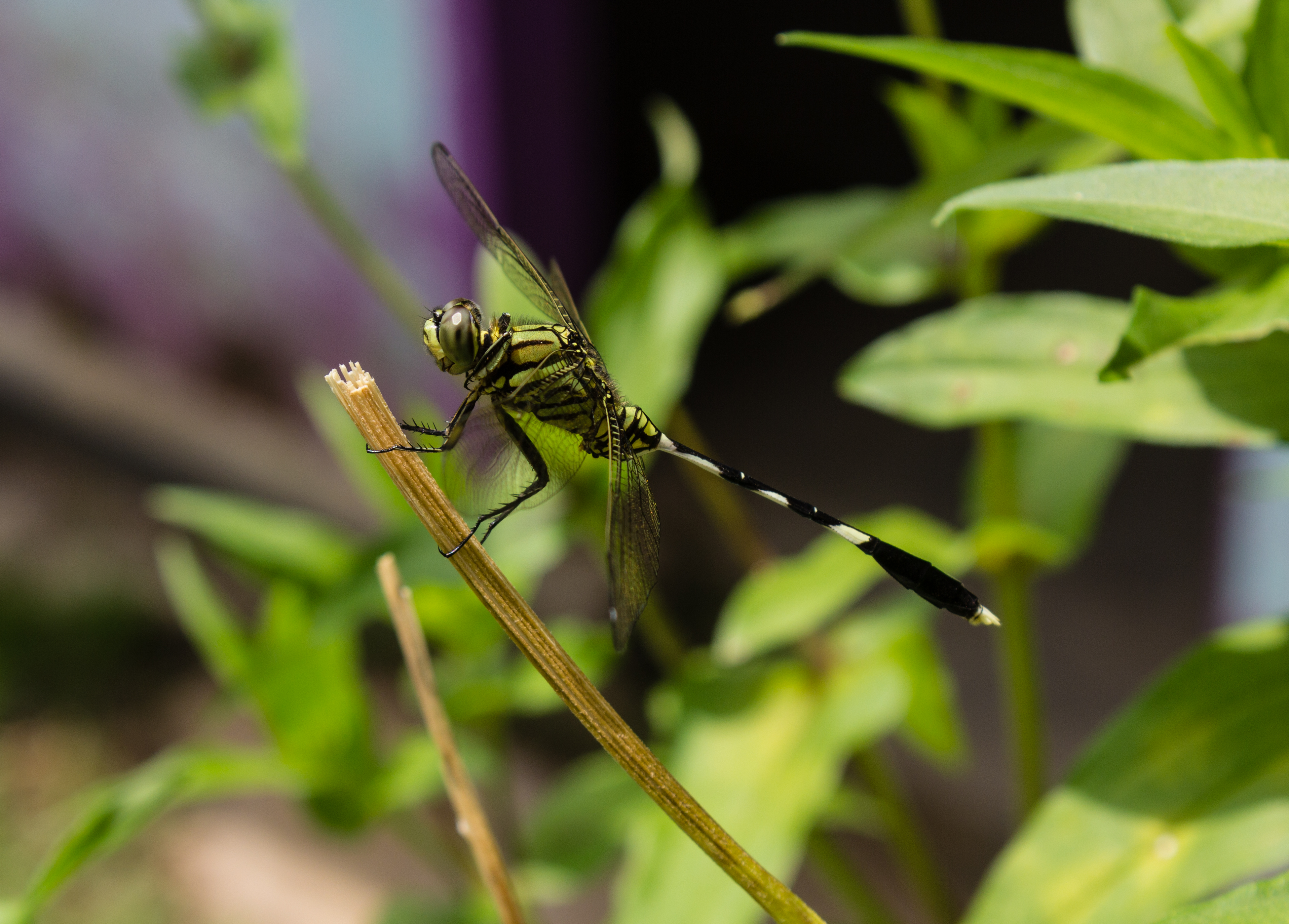 Unidentified dragonfly, Rembangan, Jember 03