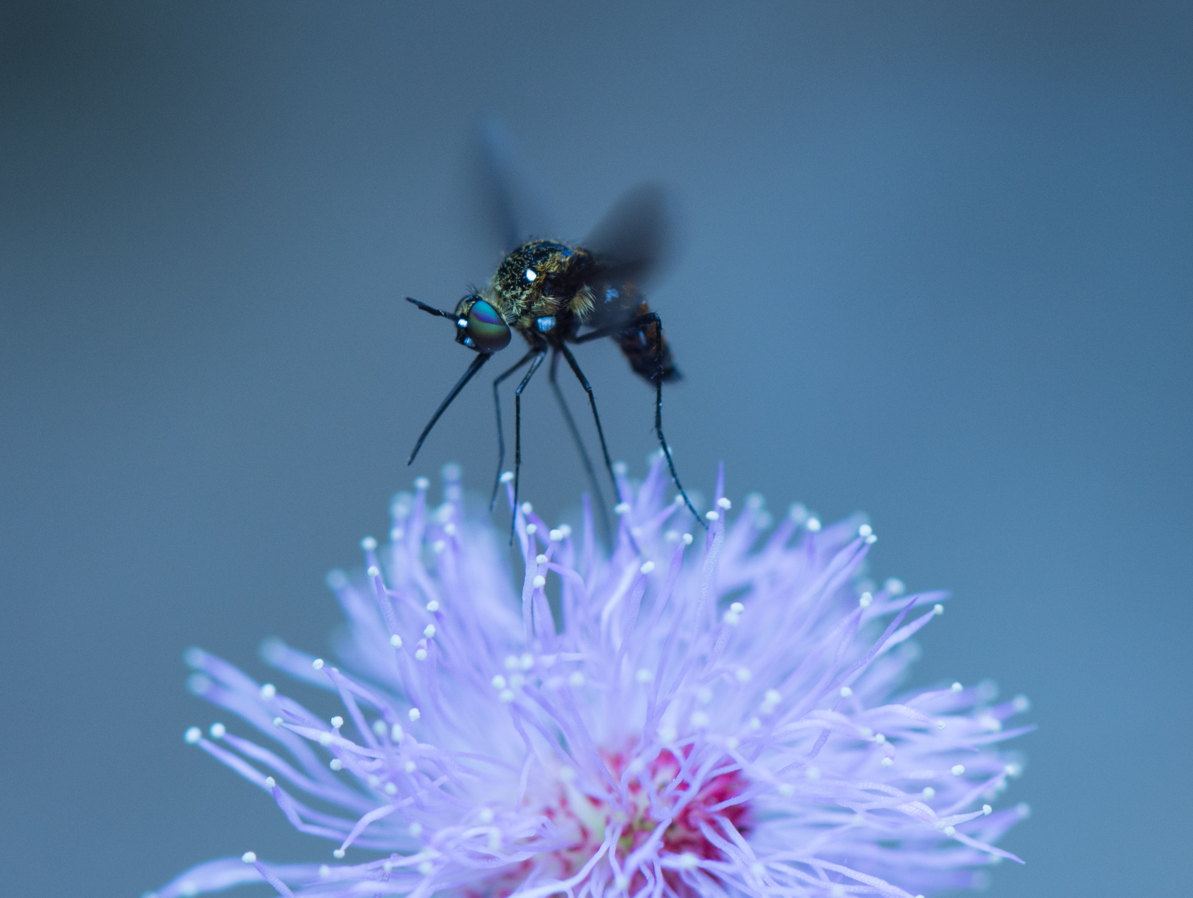 Unidentified-fly-on-mimosa-pudica-flower