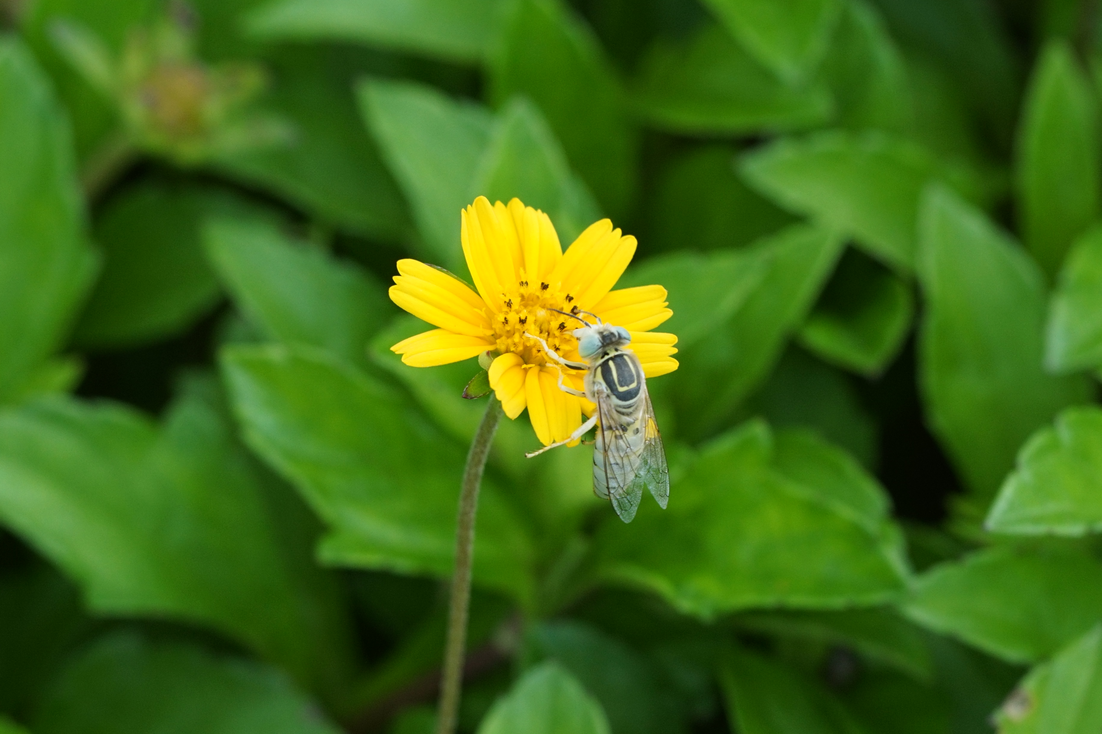 Unidentified insect 06209