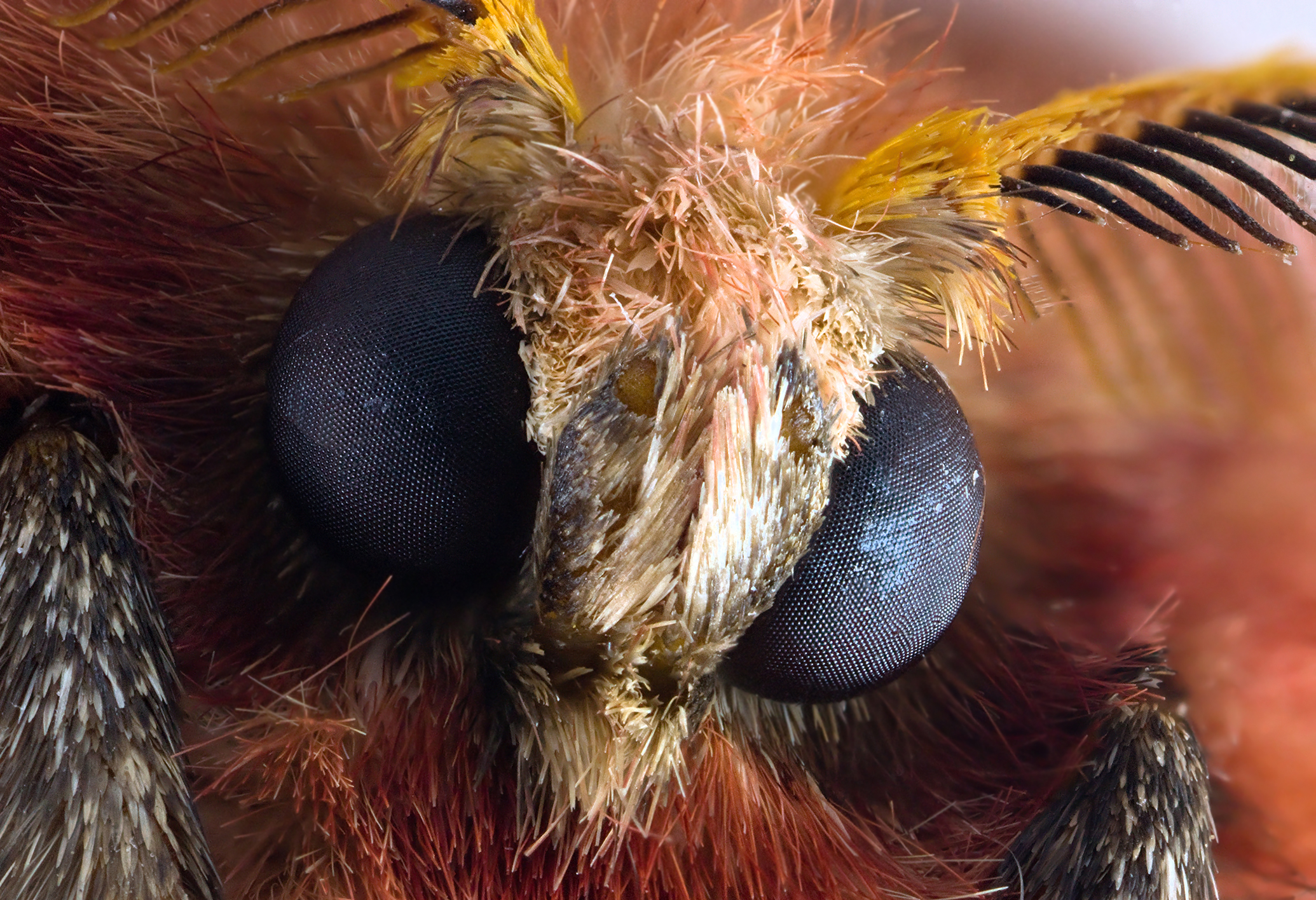 Unidentified Moth 2628 portrait