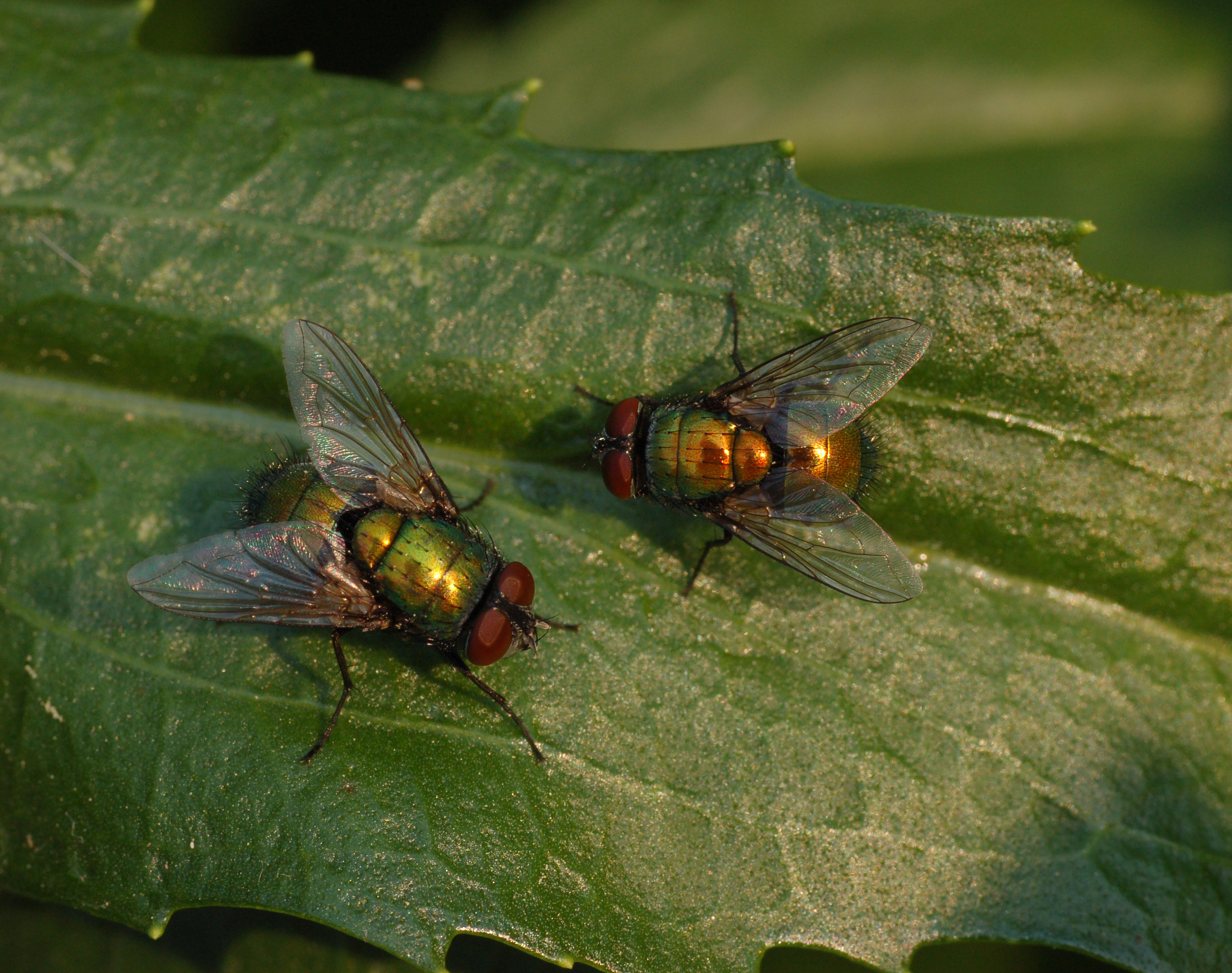 Unidentified Pair of Flies on a Leaf 2390px