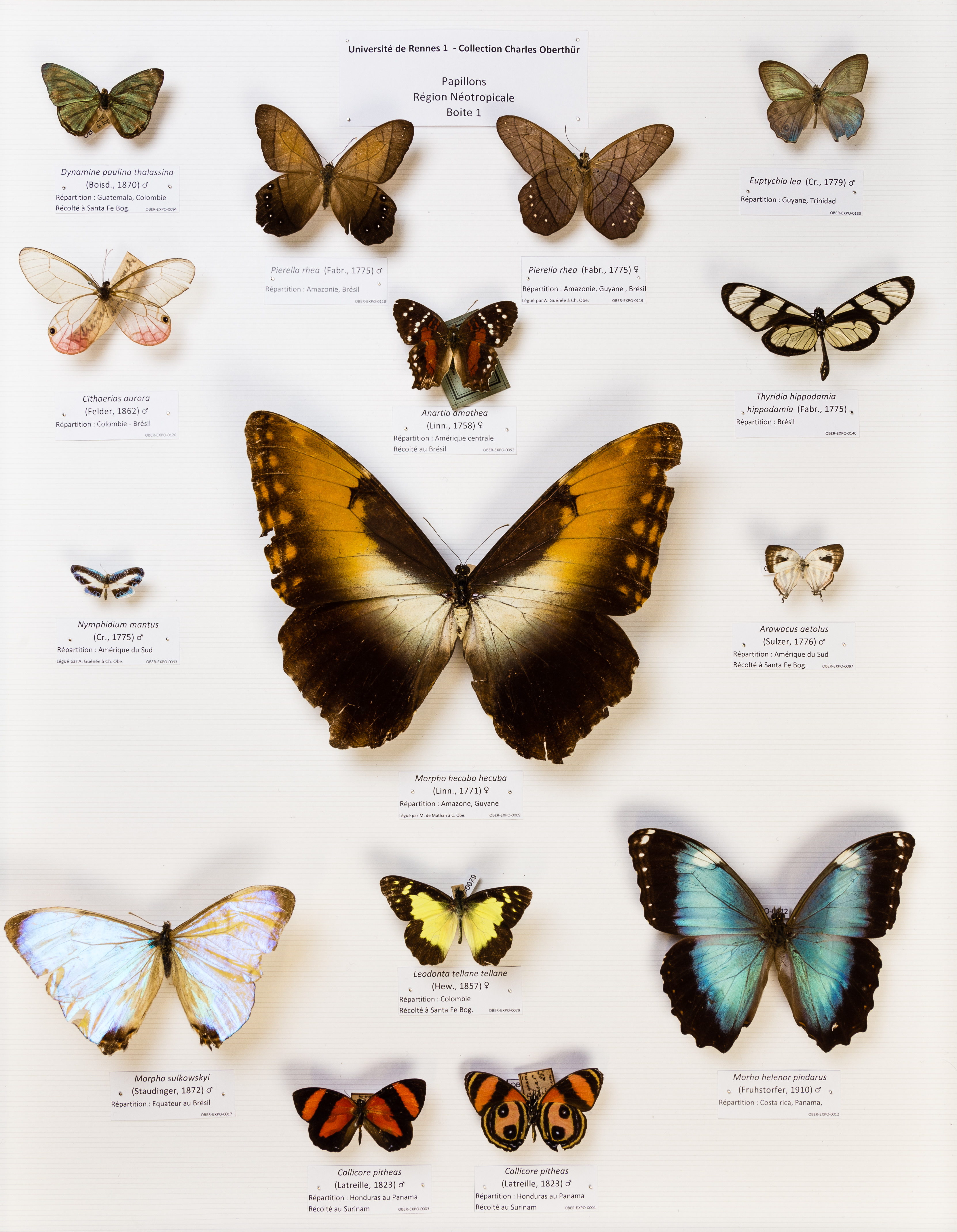 Université de Rennes 1, collection Charles Oberthür, papillons, région néotropicale, boîte 1