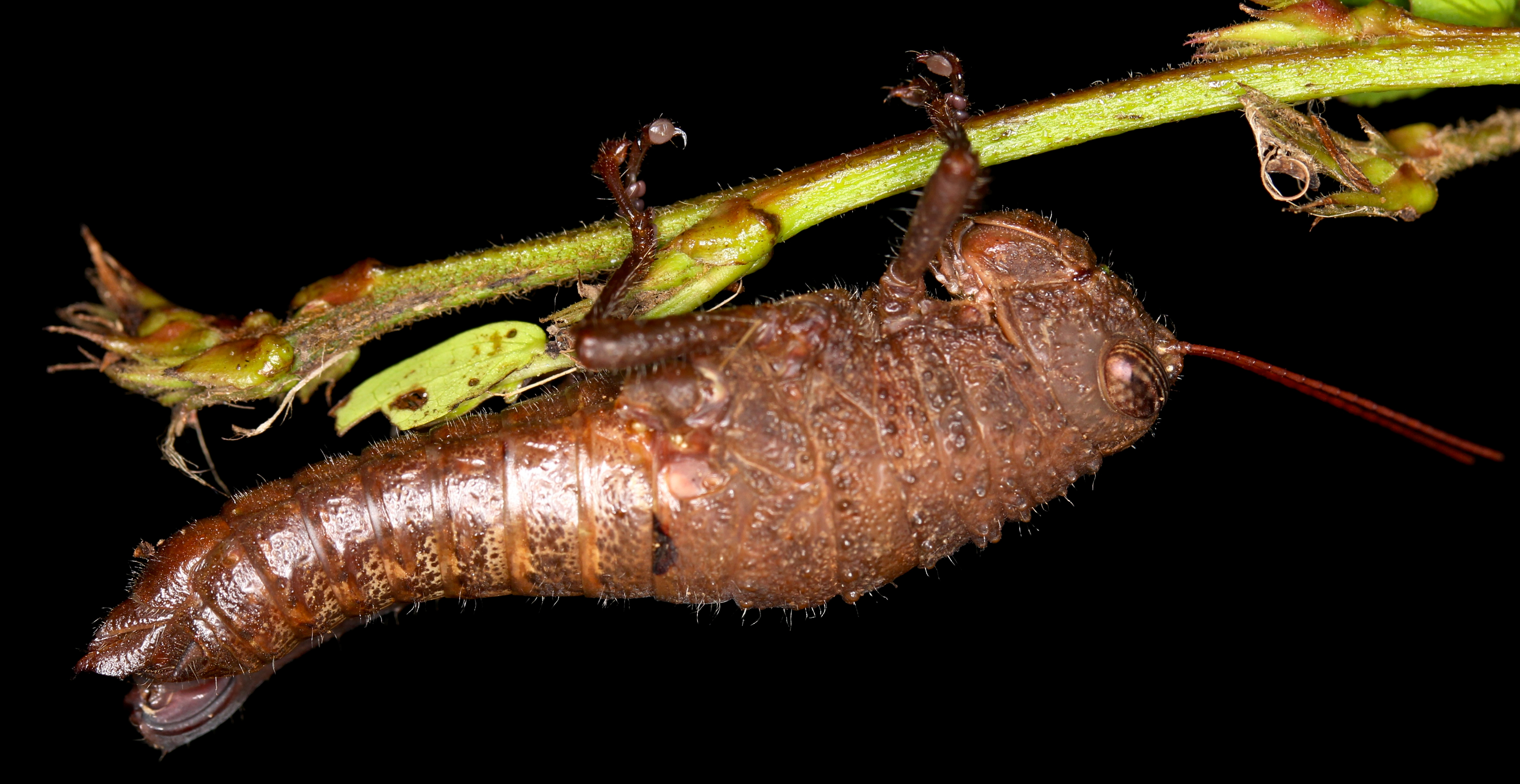 Unknown grasshopper (14525082434)