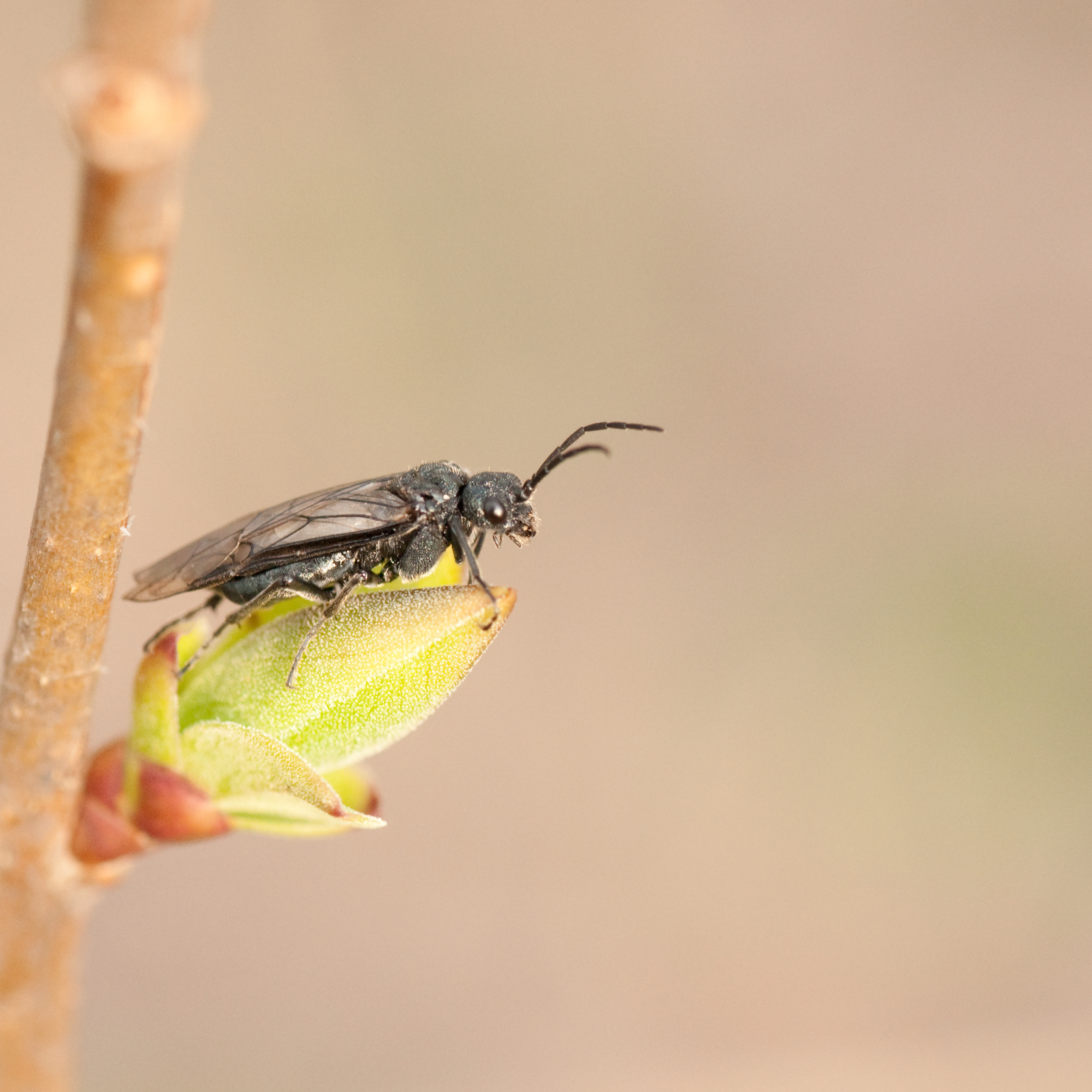 Unknown Insect 03 (MK)