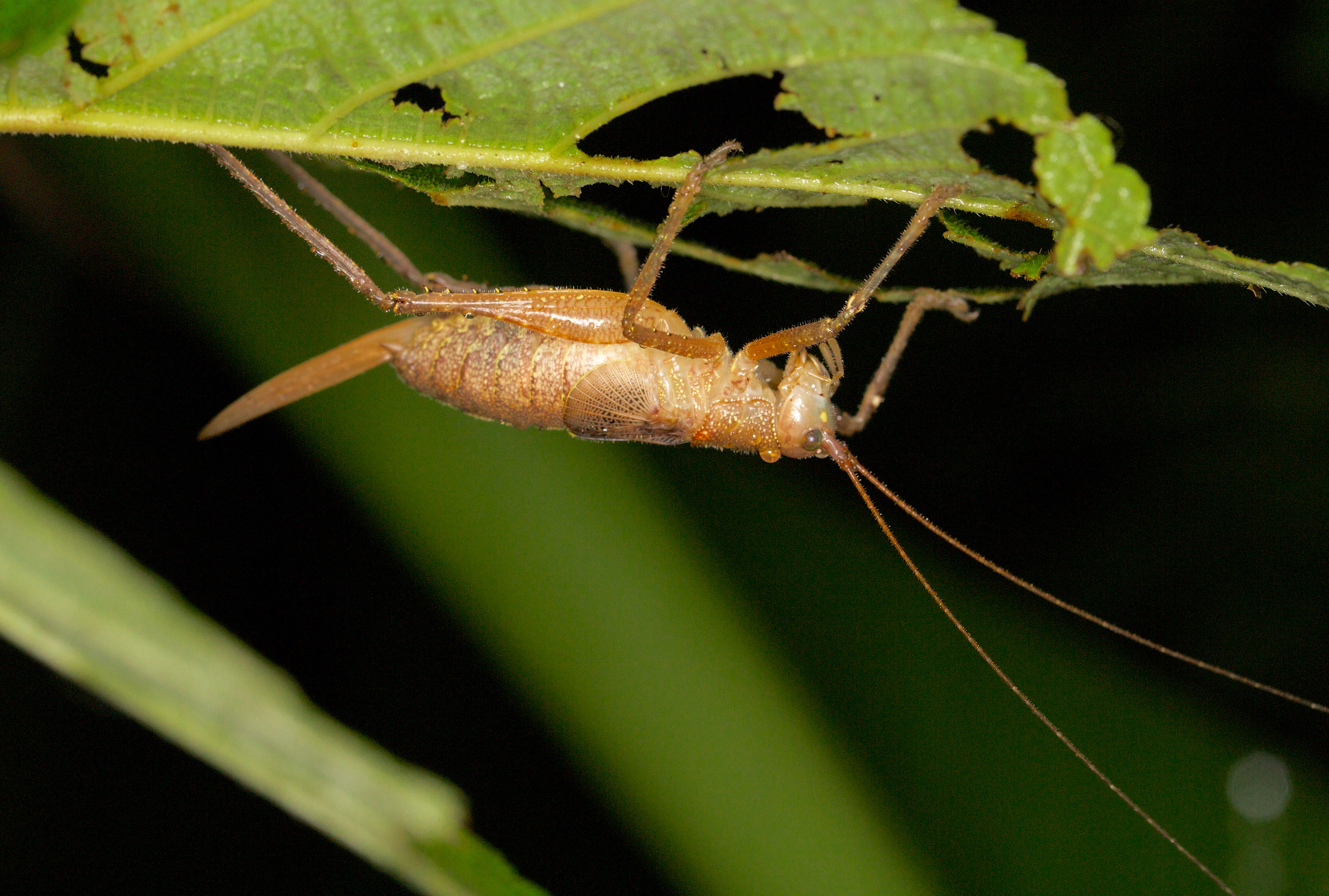 Unknown katydid (14339716150)