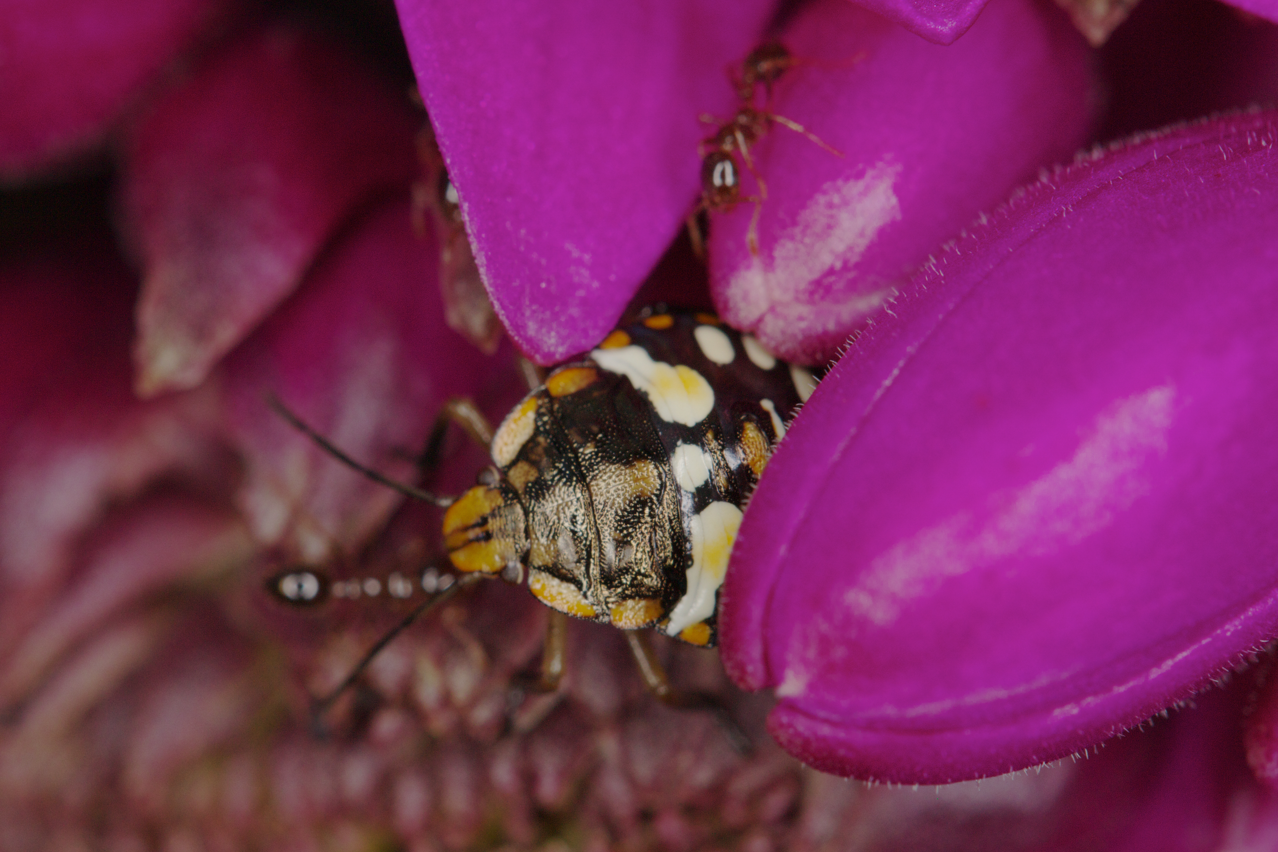 Unknown stink bug (14337796100)