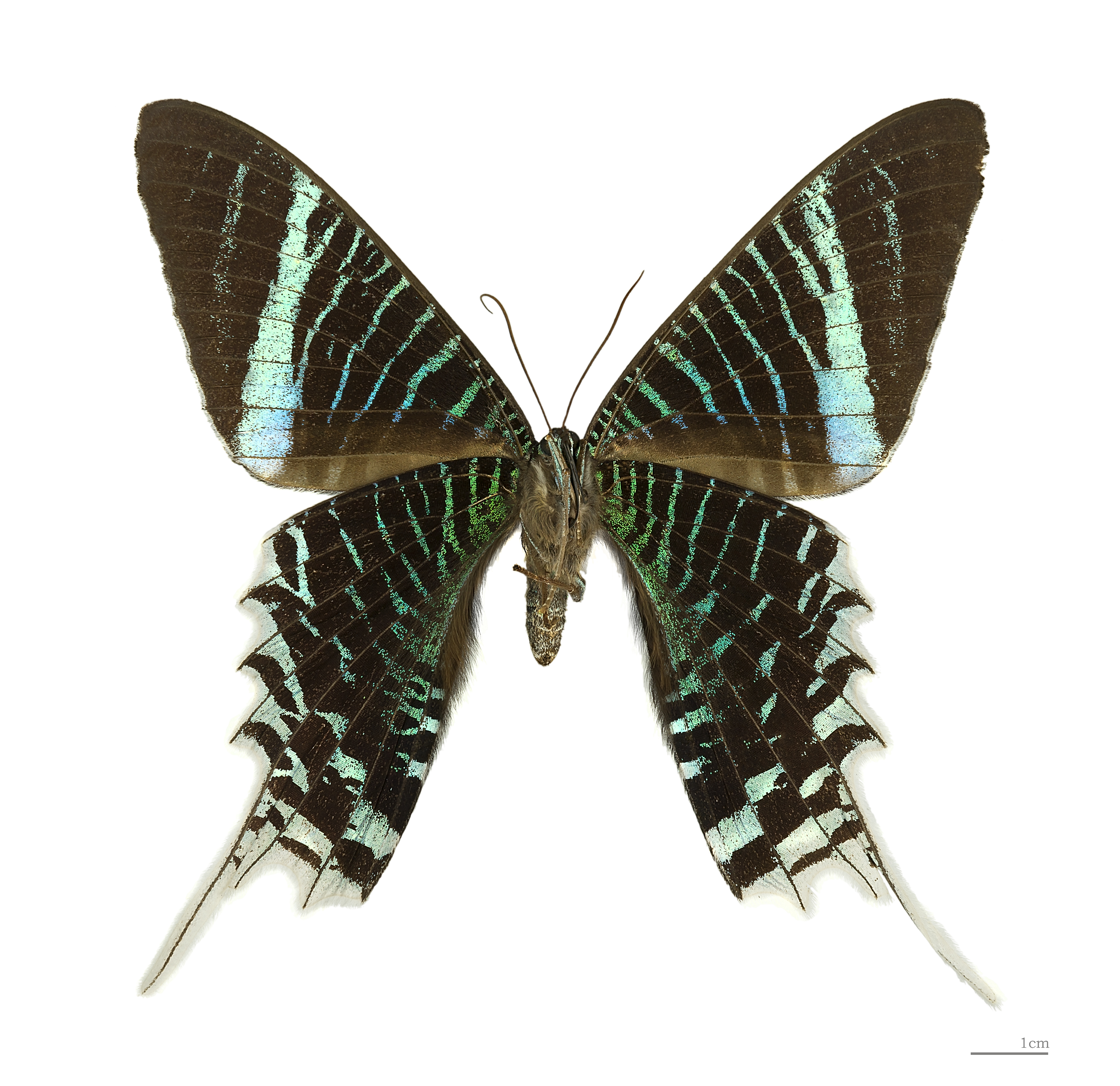 Urania leilus MHNT ventre