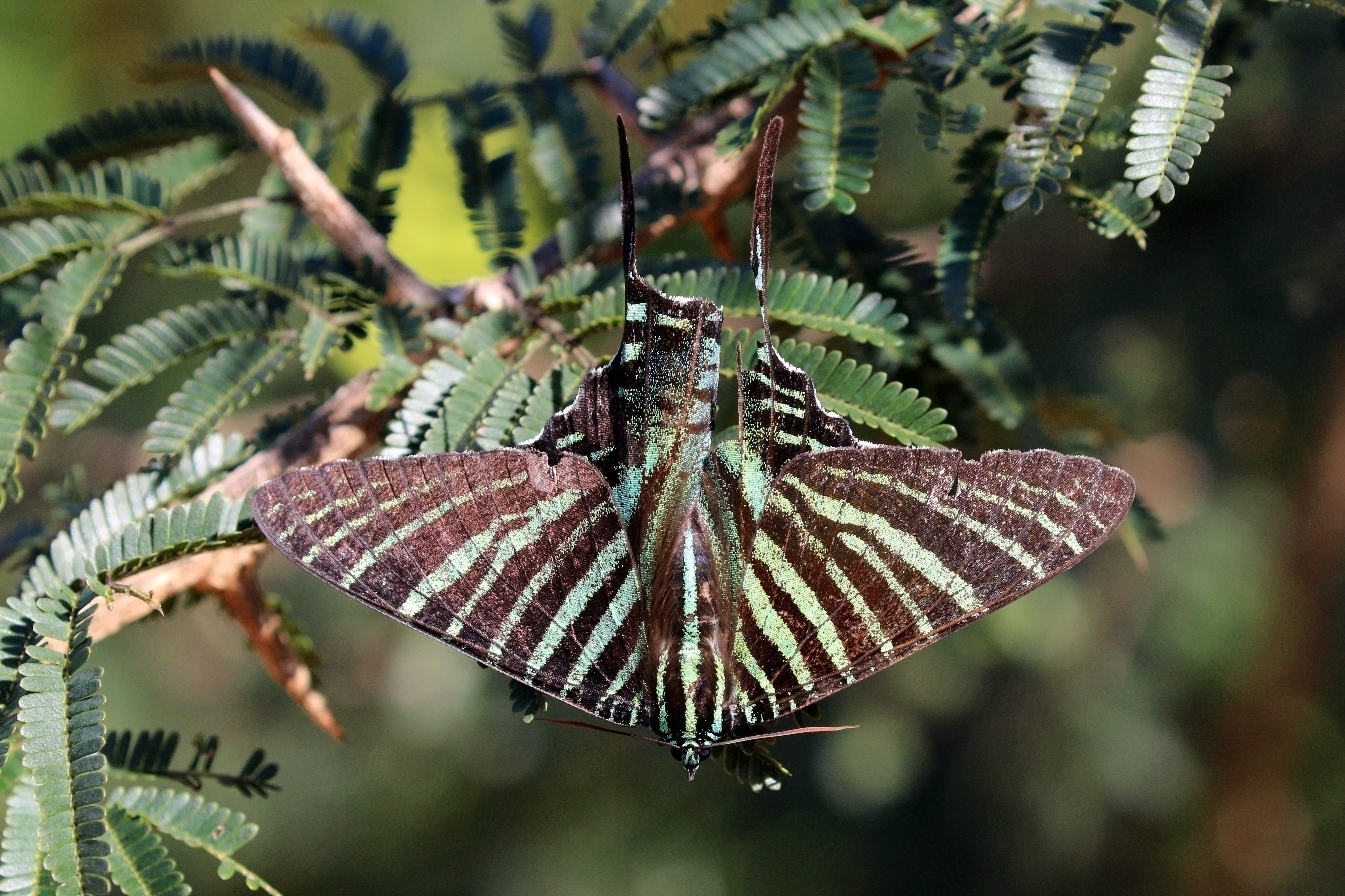 Urania moth (Urania boisduvalii)