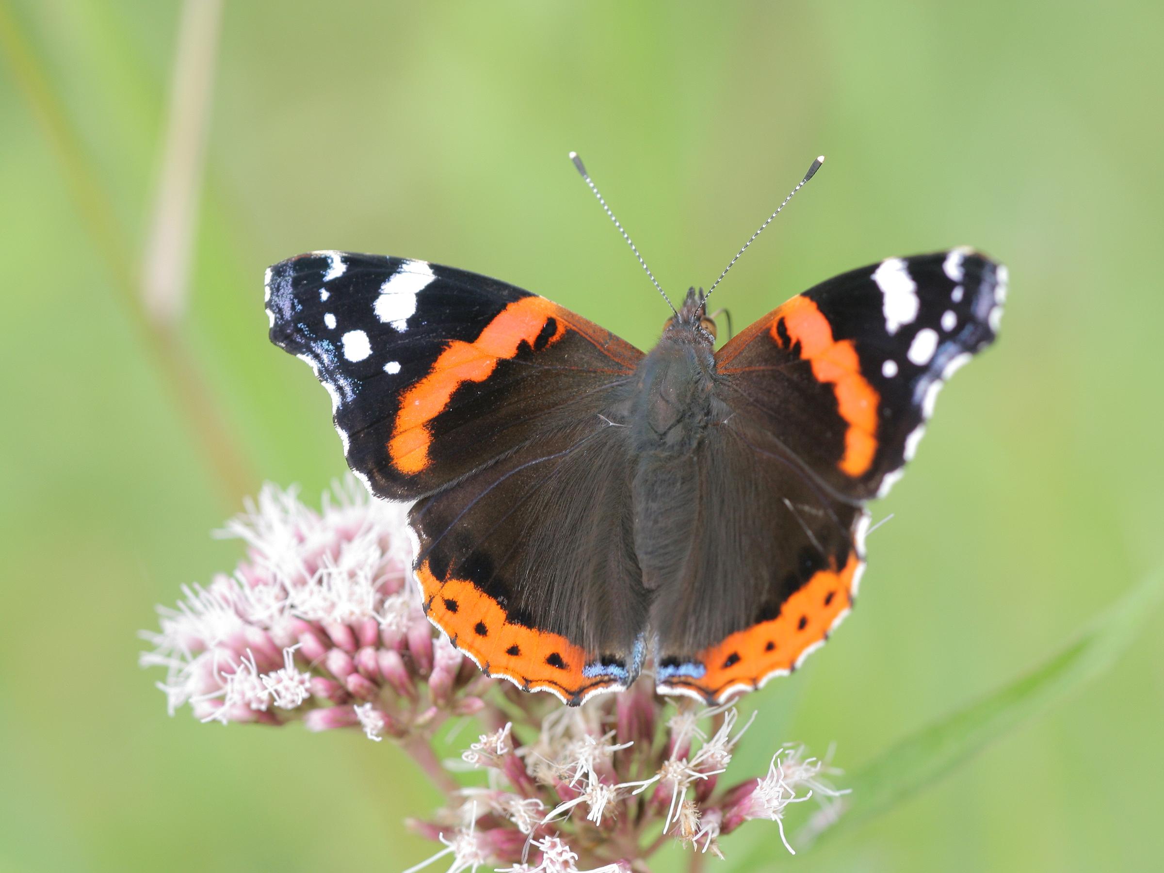 Vanessa atalanta