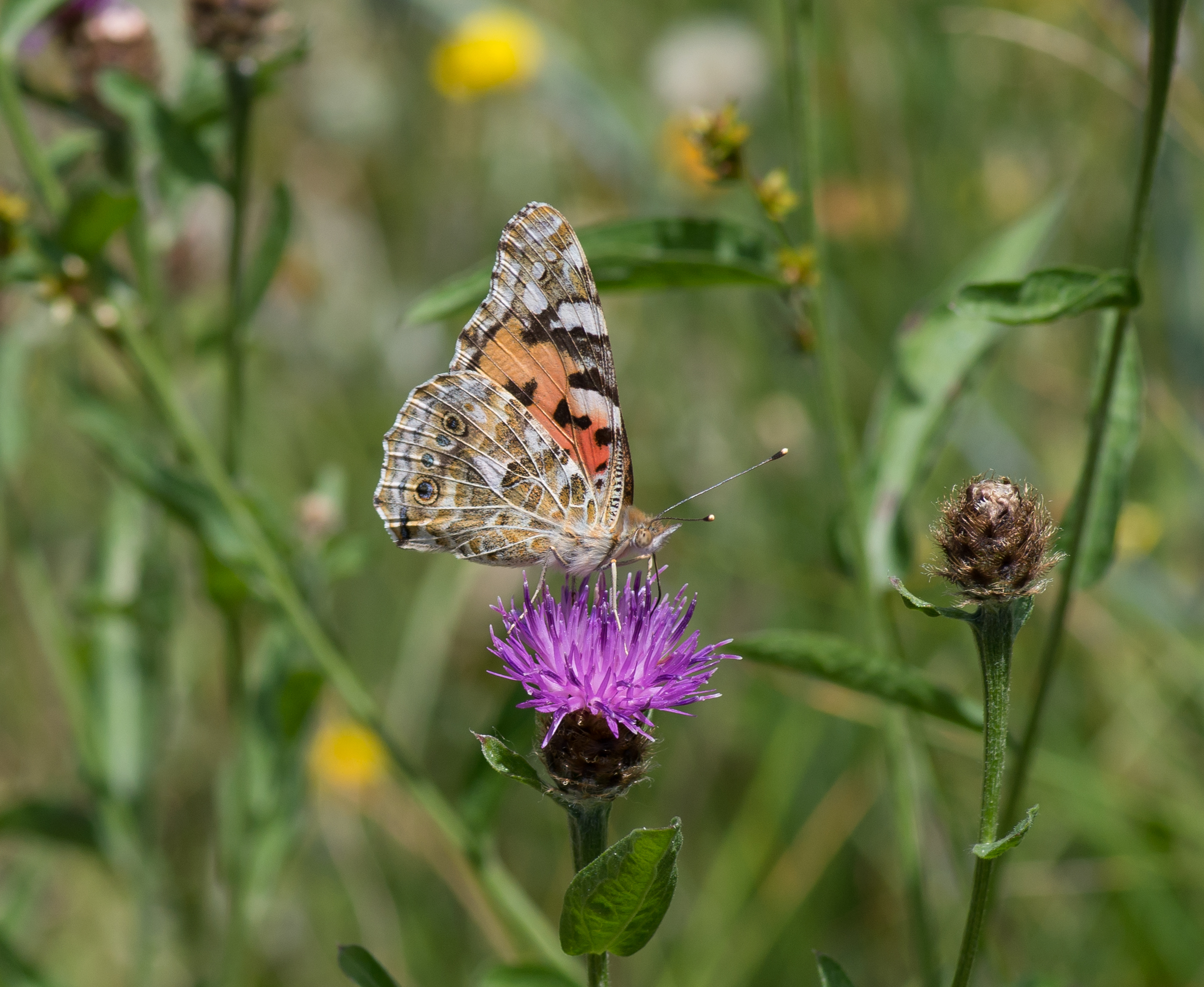 Vanessa cardui - Jardin d'Agronomie Tropicale