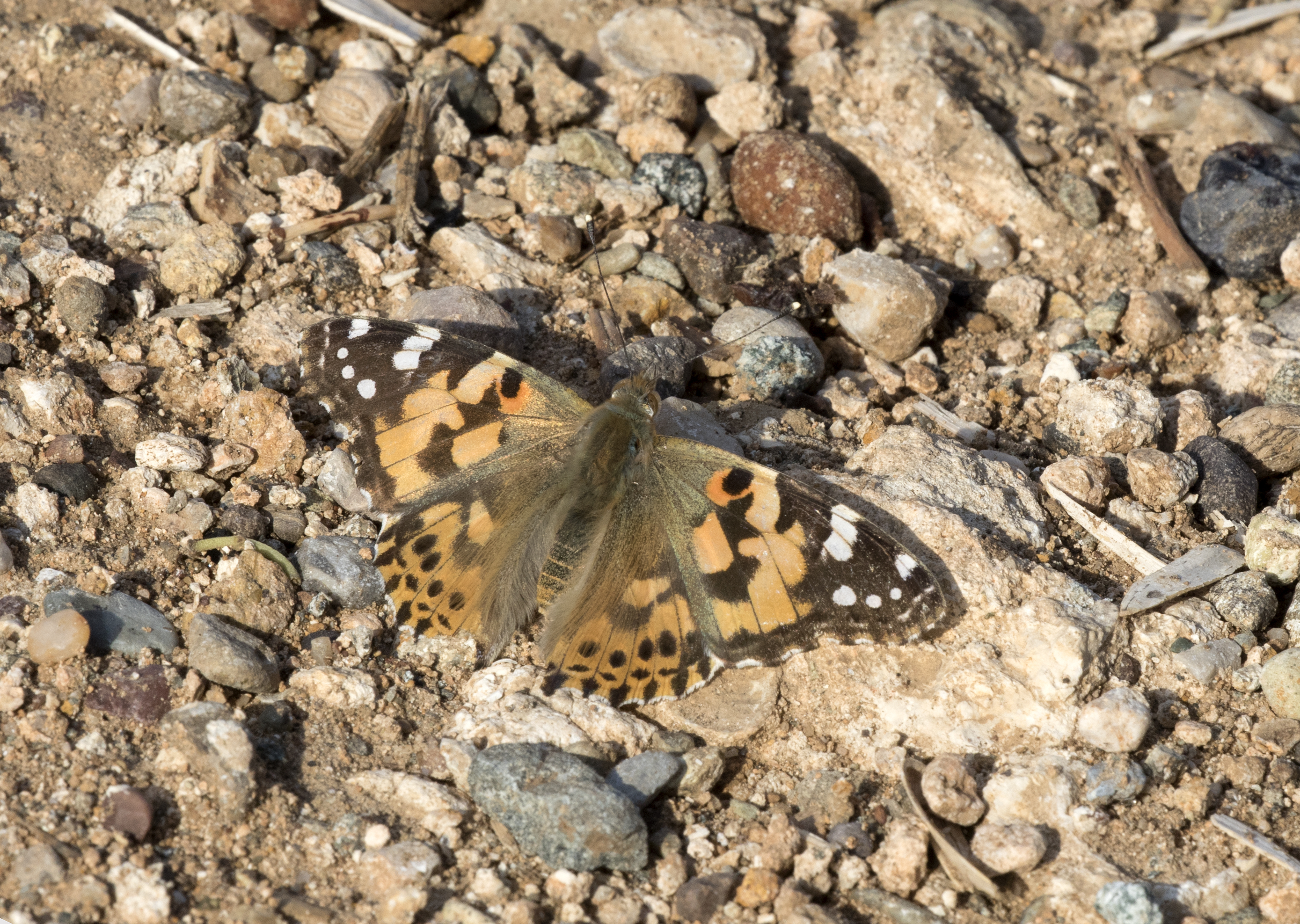 Vanessa cardui - Panted Lady, Adana 2016-12-04 01-2