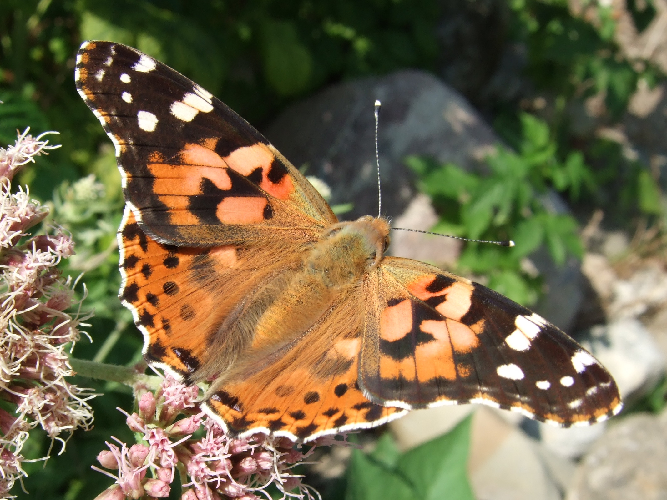 Vanessa cardui on Eupatorium02