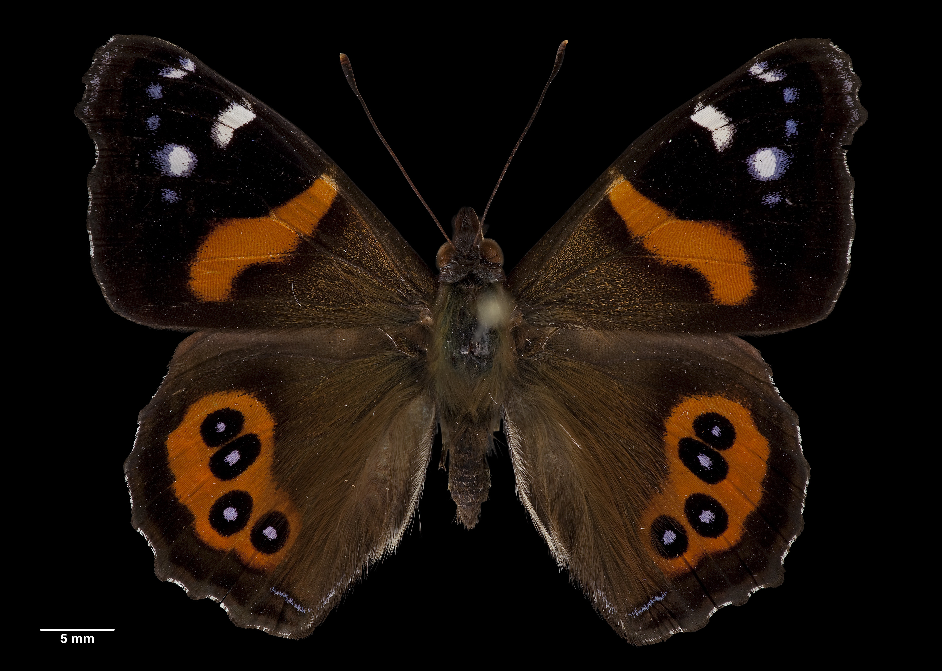 Vanessa gonerilla gonerilla AMNZ83868 Ventral