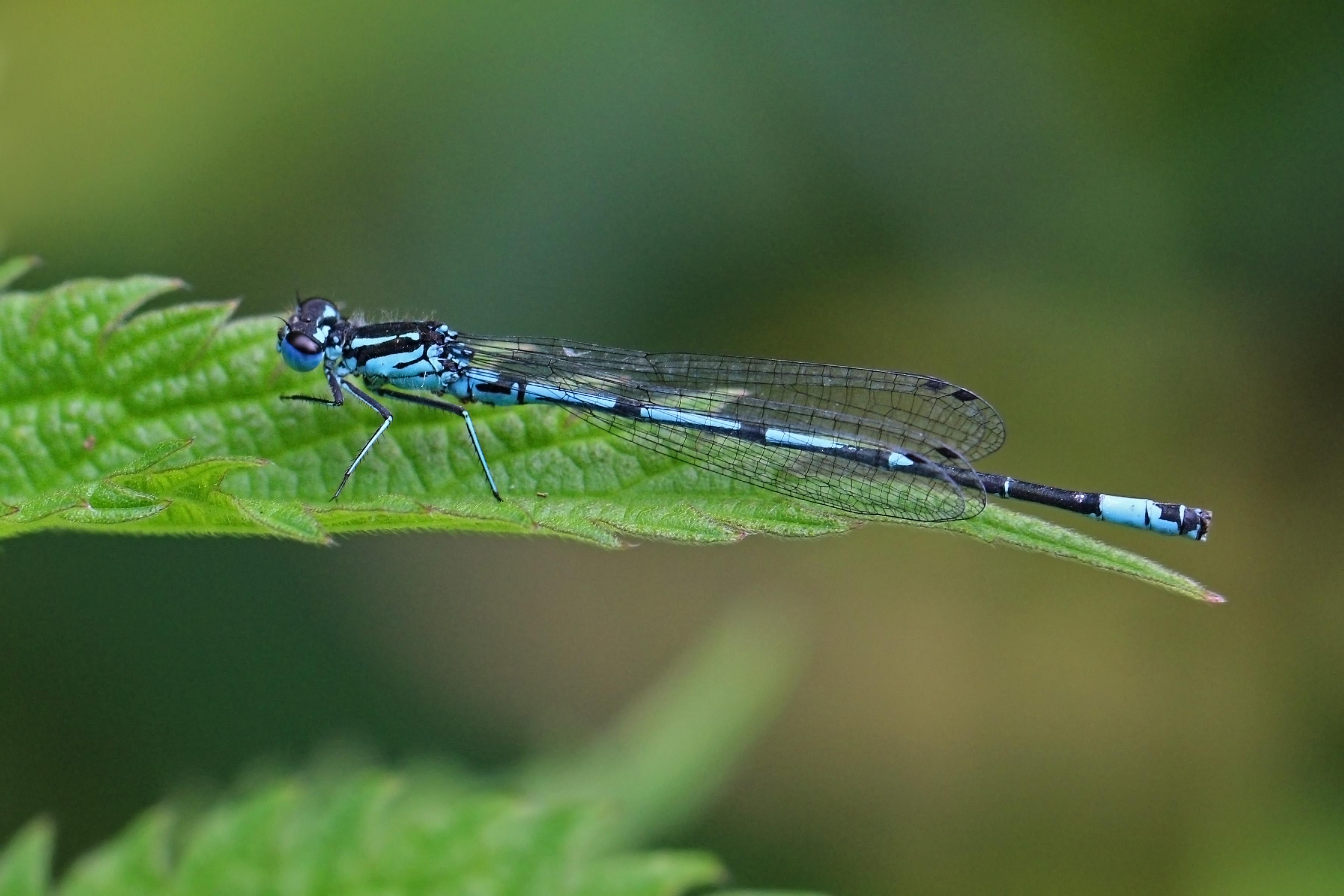 Variable damselfly (Coenagrion pulchellum) male