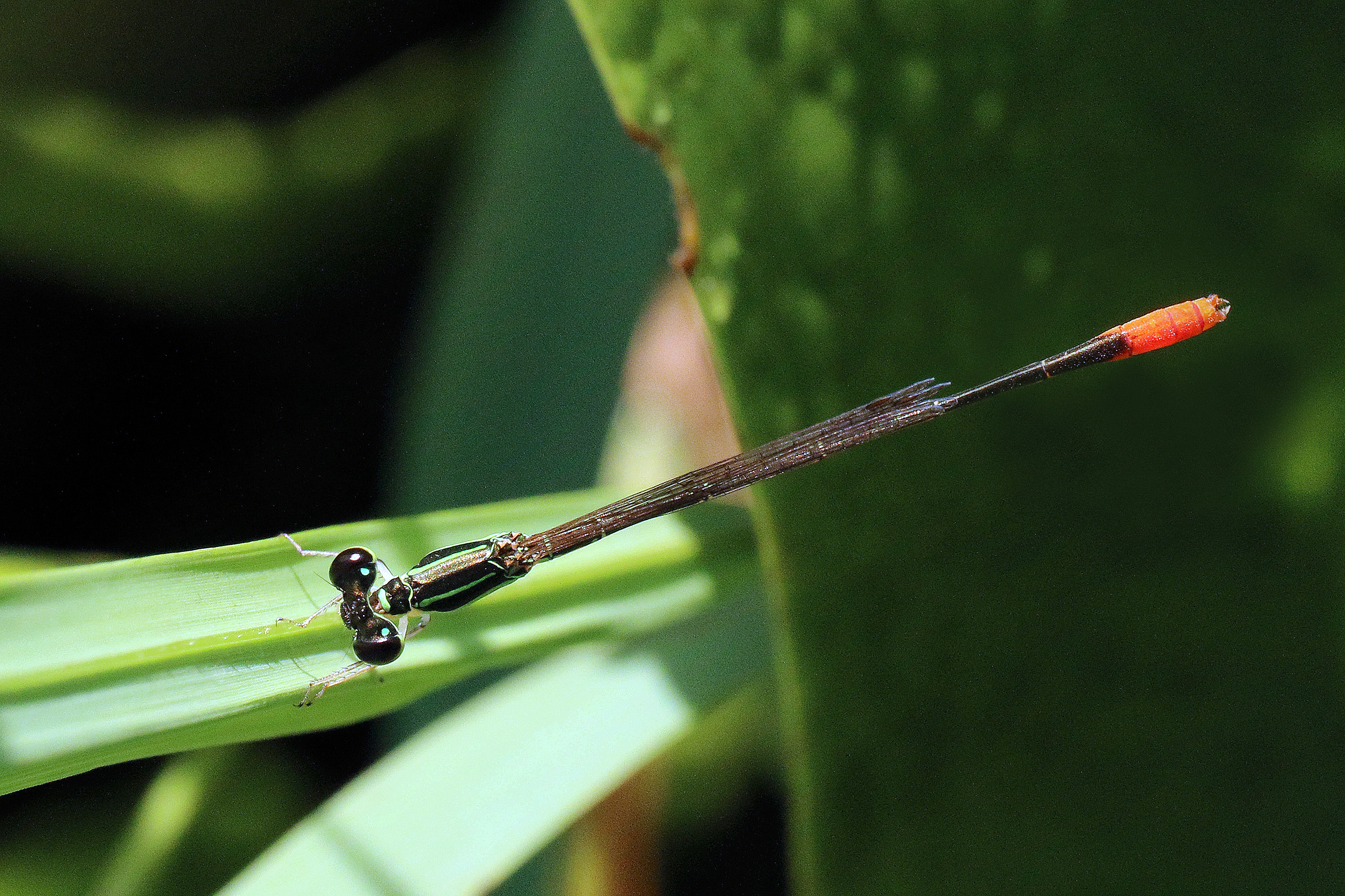 Variable wisp (Agriocnemis femina)