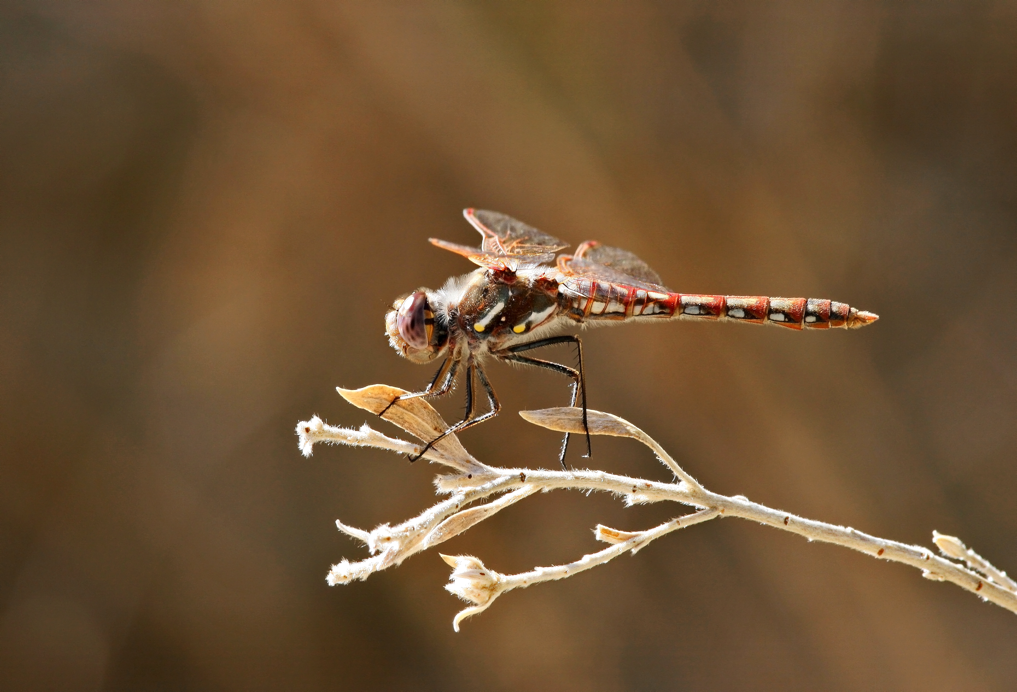 Variegated Meadowhawk (Sympetrum corruptum) dragonfly, Male (4067336886)