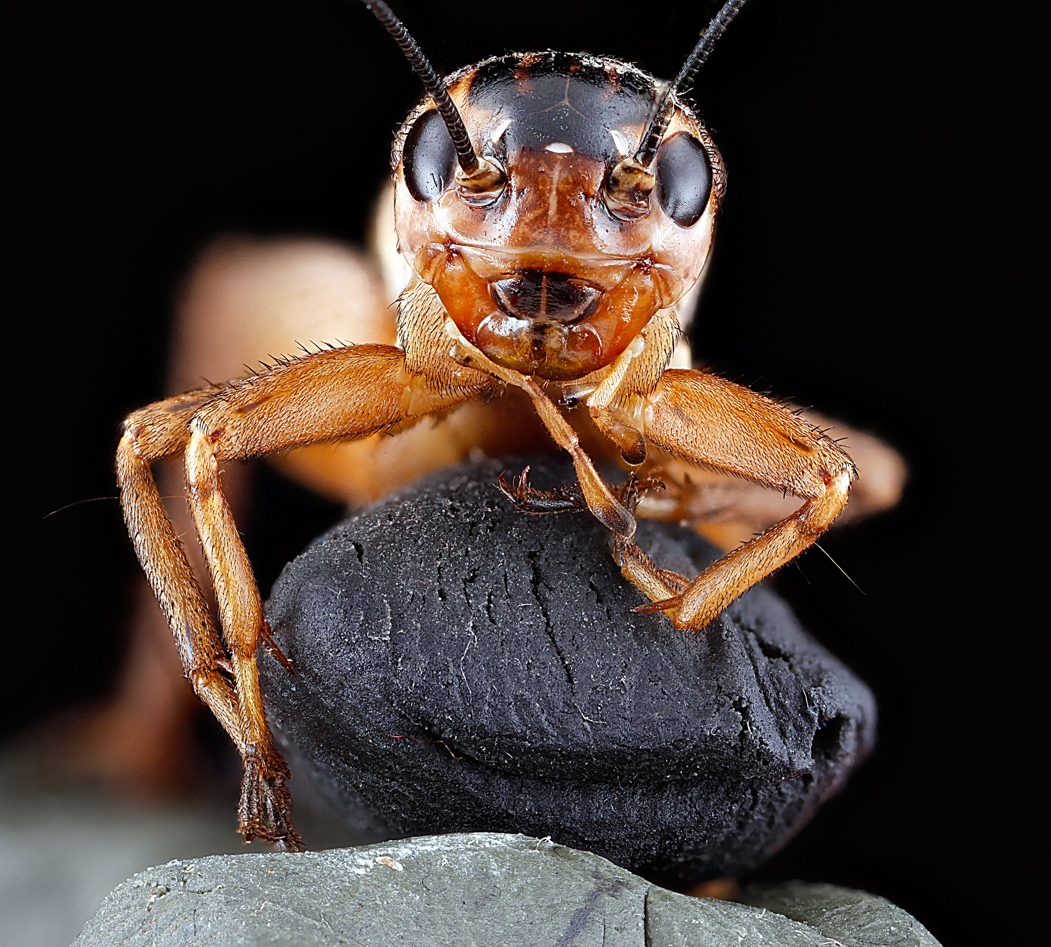 Velarifictorus micado front