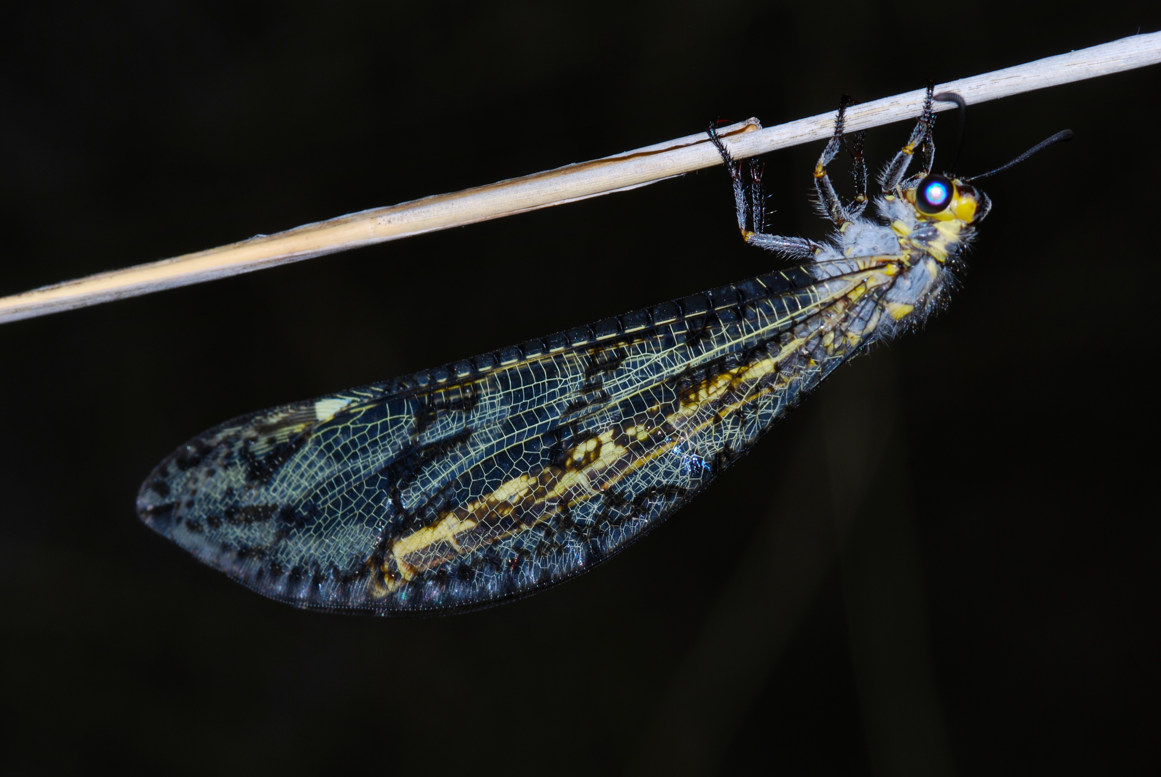 Veld Antlion (Palpares sp.) (7026850319)
