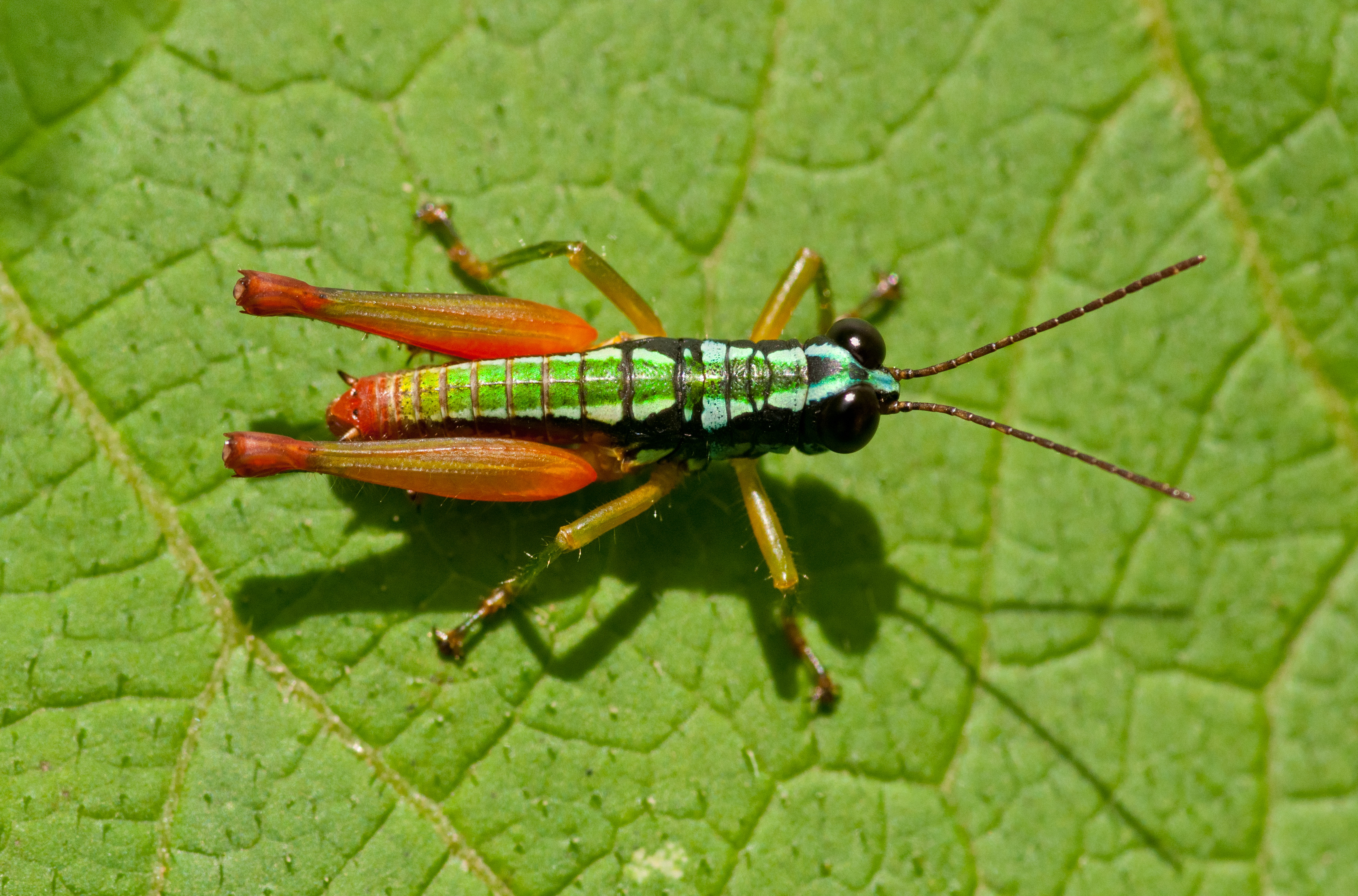 Venezuela - Saltamontes - Los Andes