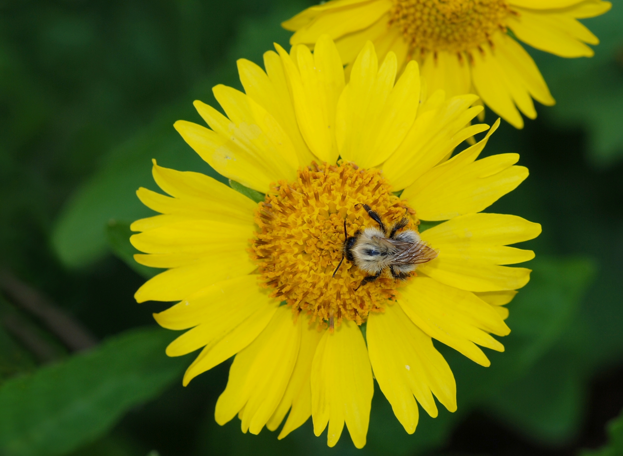 Verbesina & bee July 2011-1