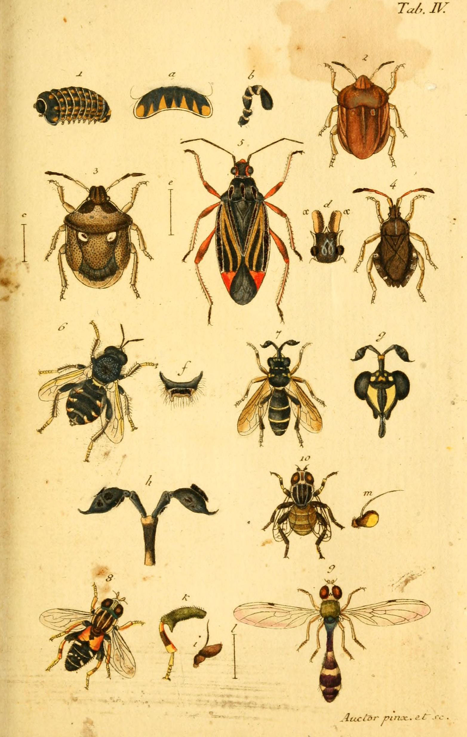 Verzeichniss meiner Insecten-Sammlung (Tab. IV) (5998532727)