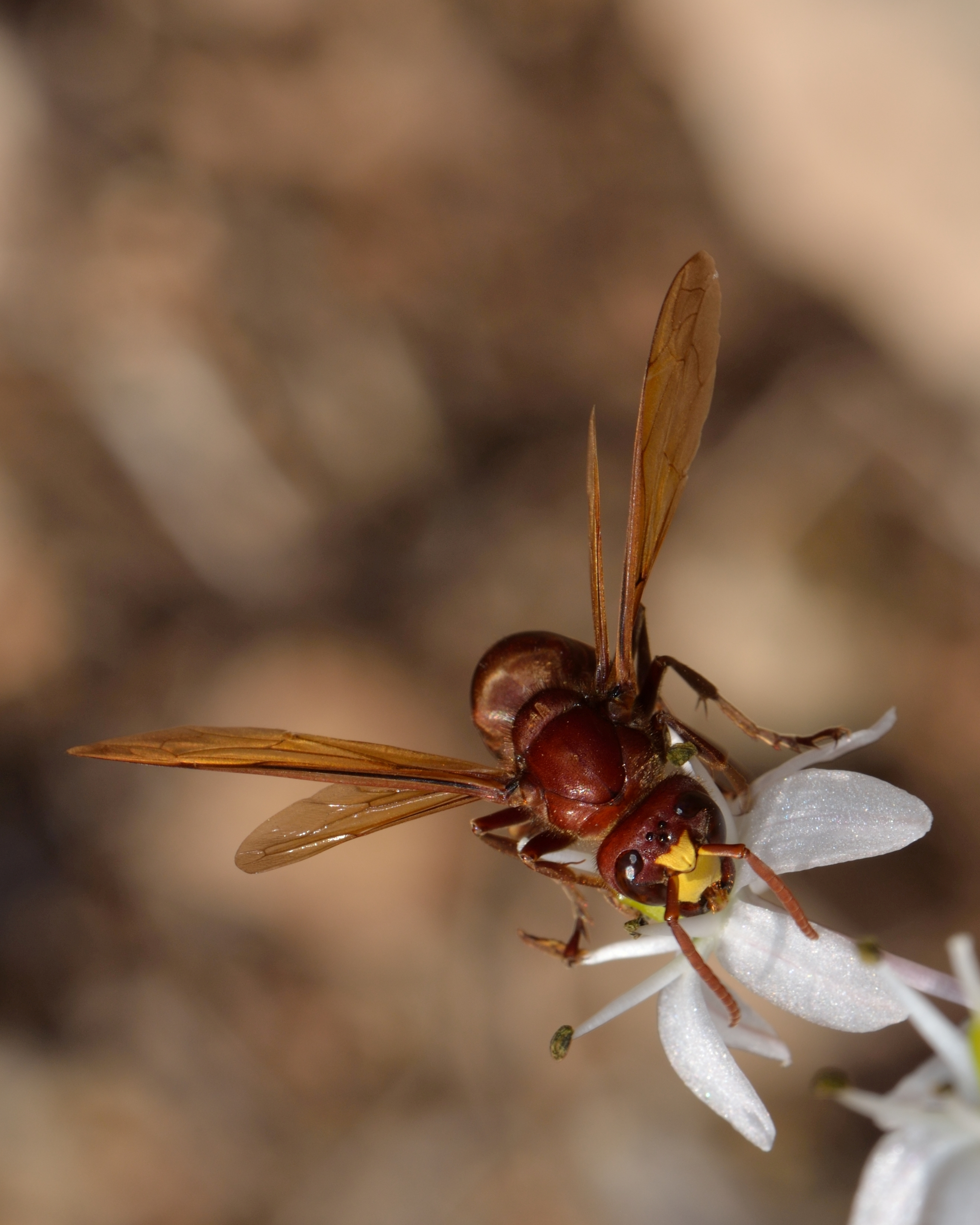 Vespa orientalis 1