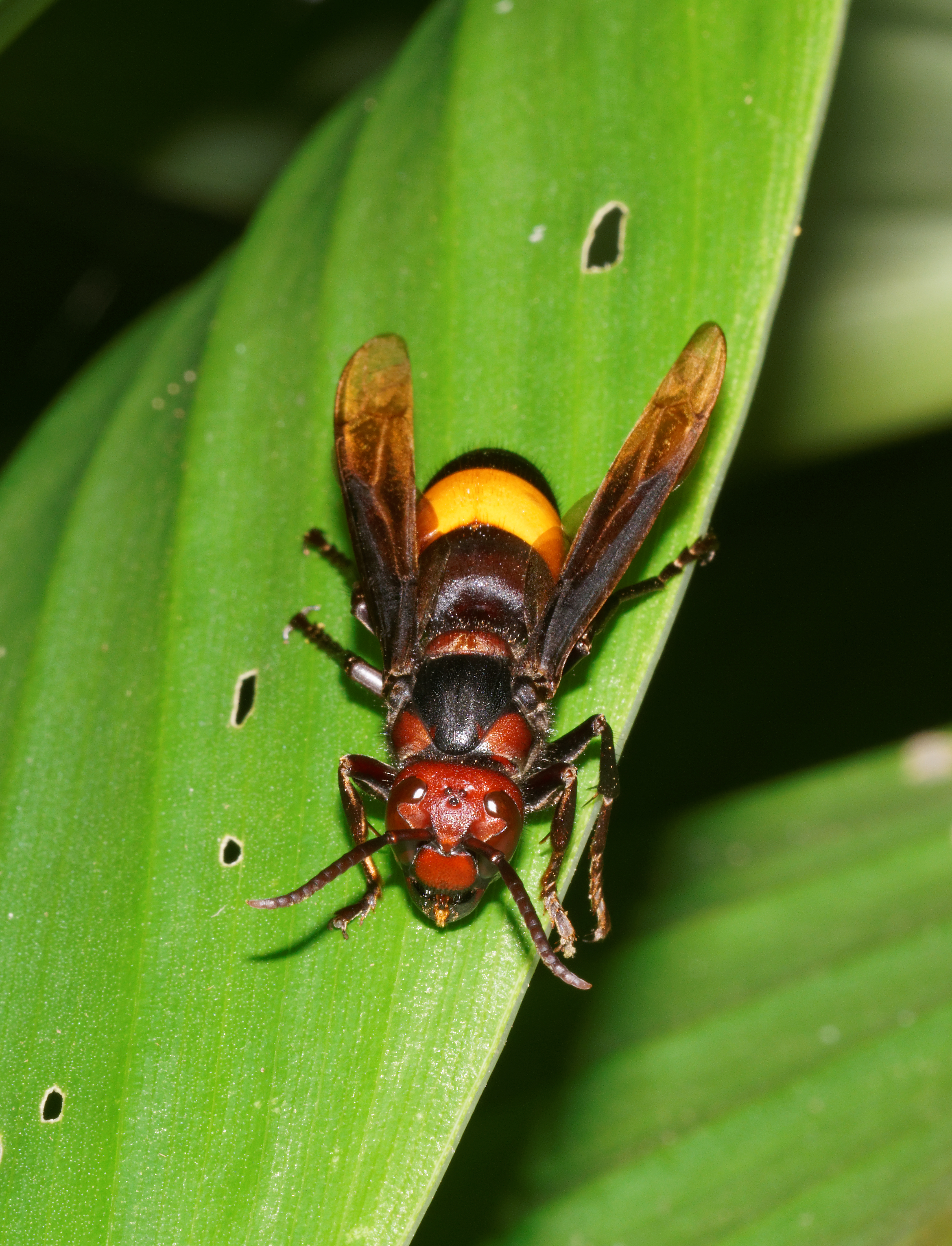 Vespa tropica-Kadavoor-2016-07-26-001