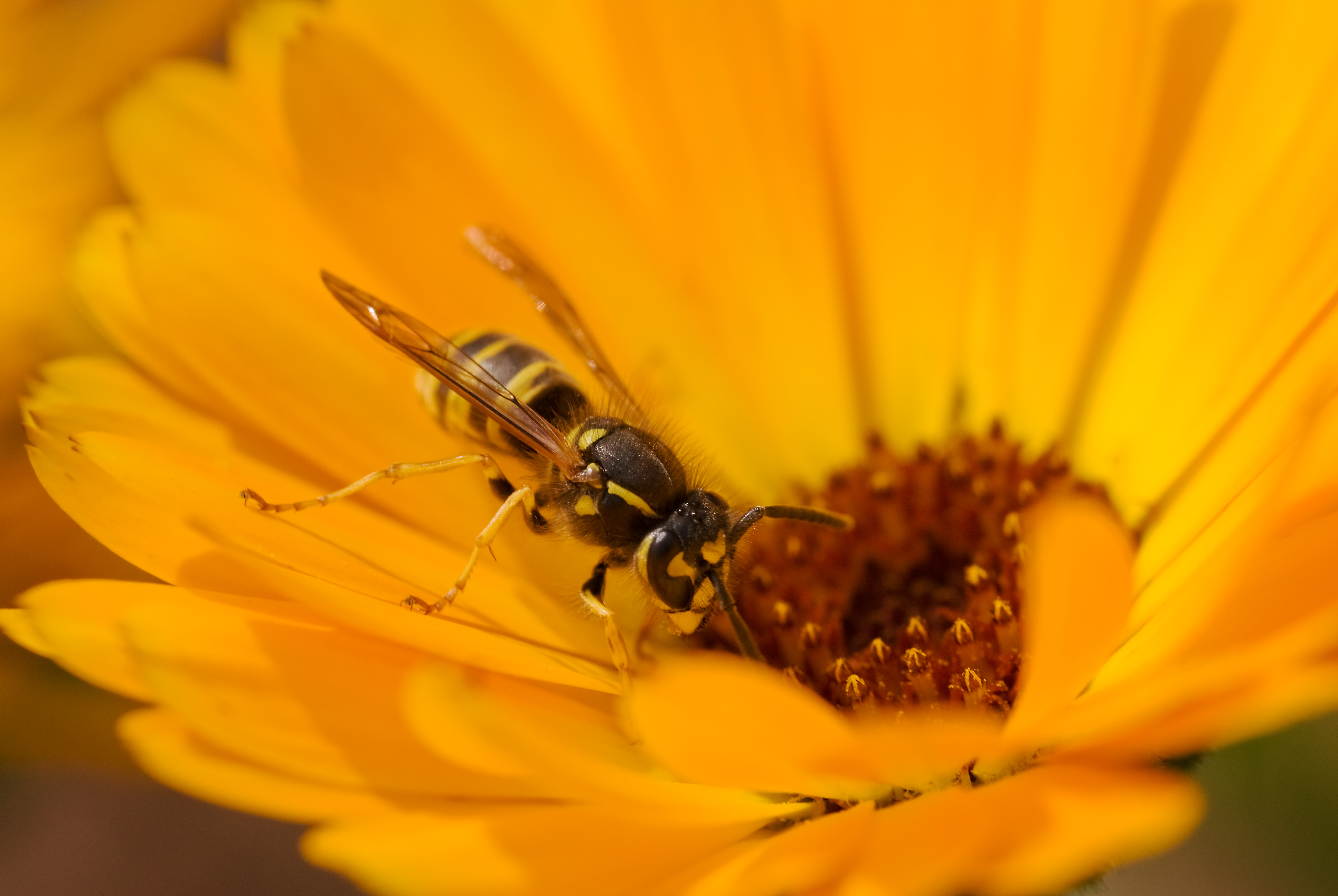 Vespula vulgaris-pjt