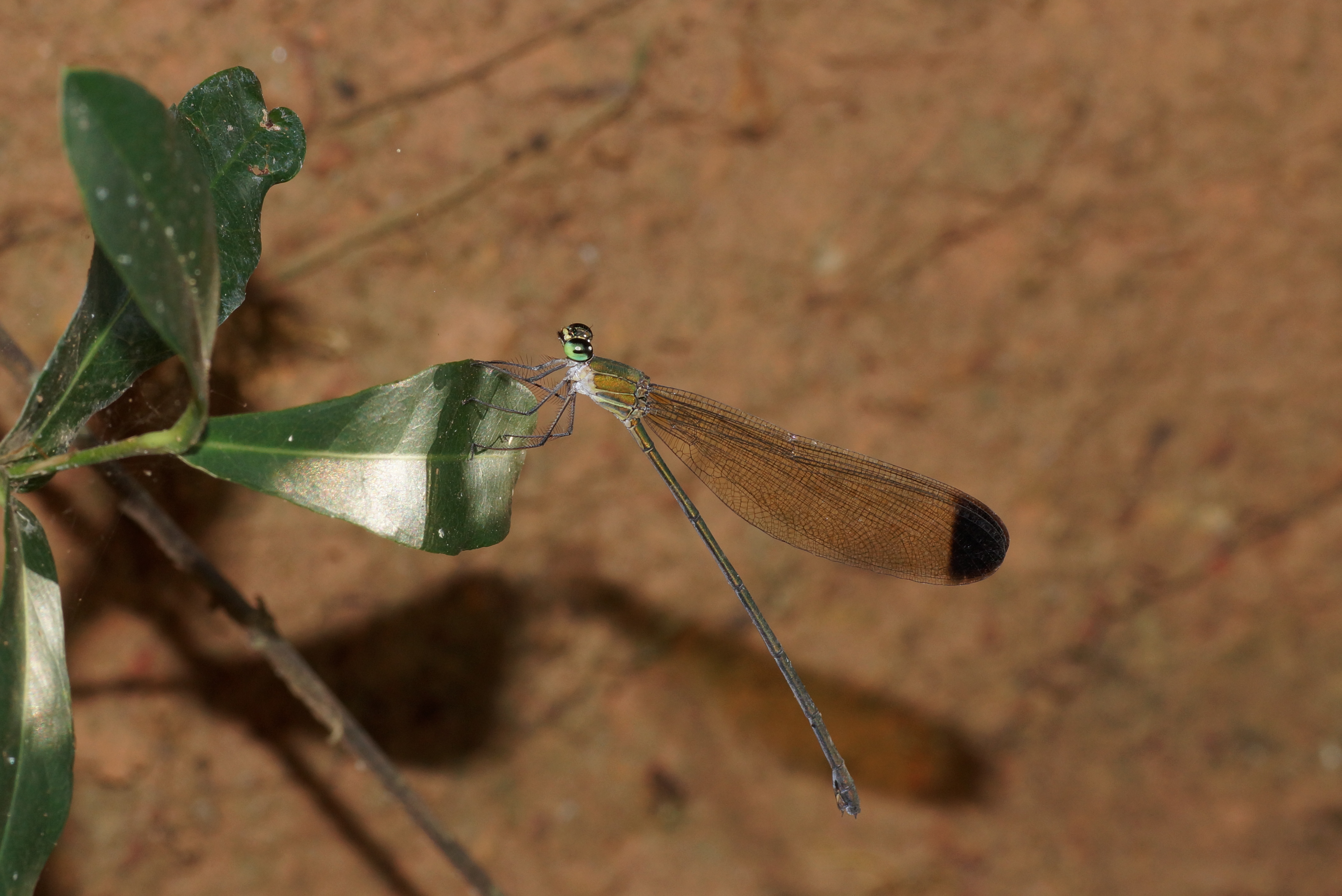 Vestalis apicalis 04713