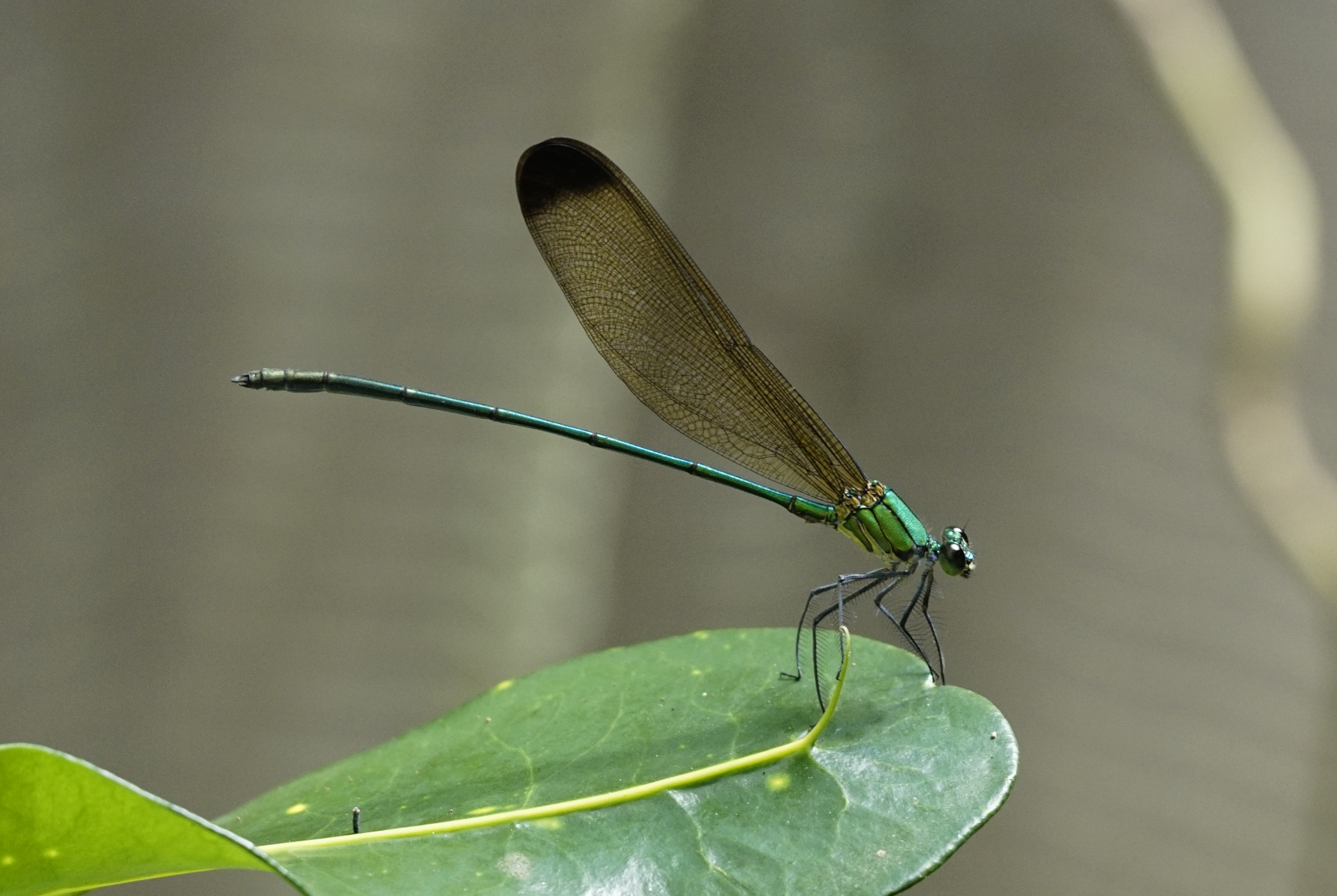 Vestalis apicalis 0819